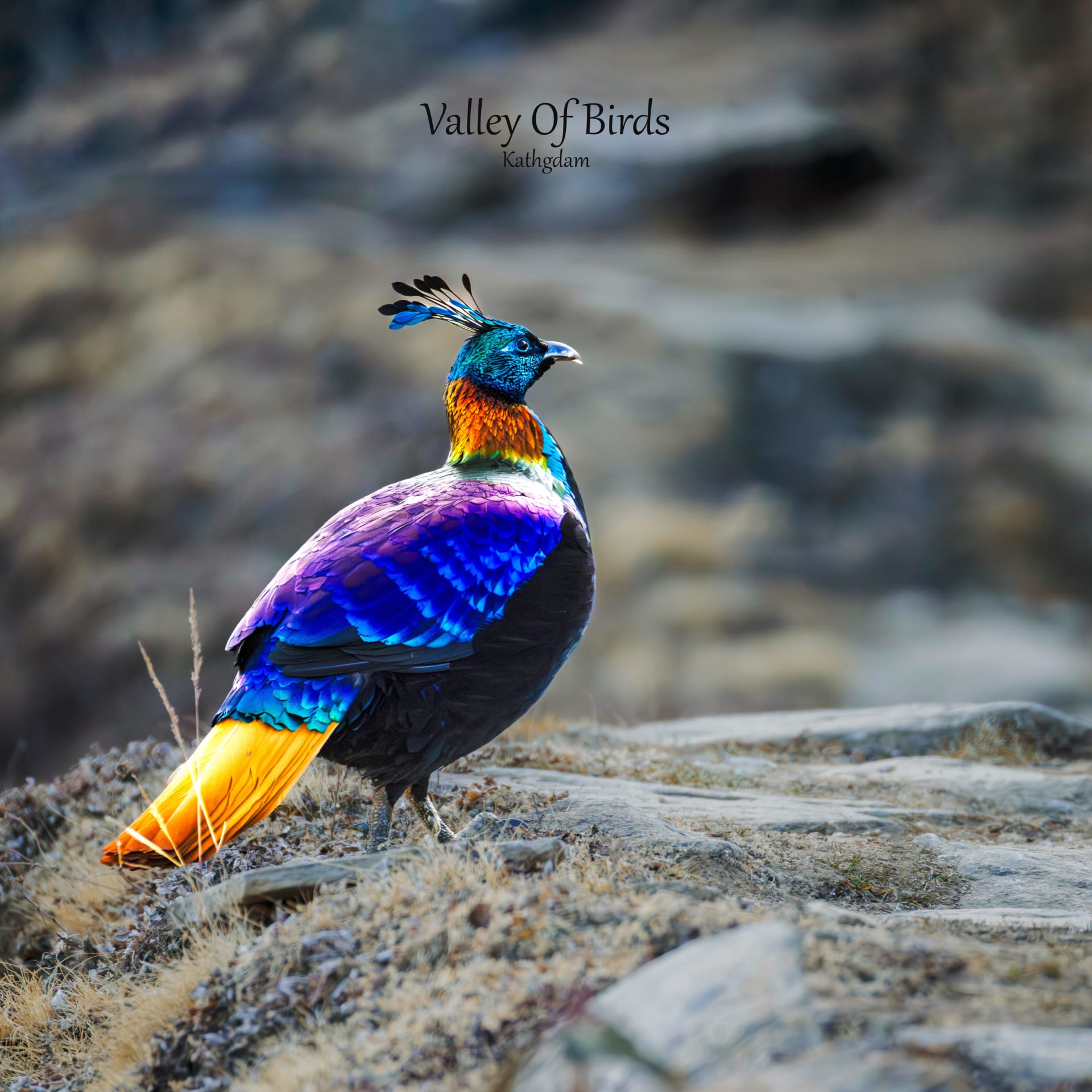 Himalayan Monal