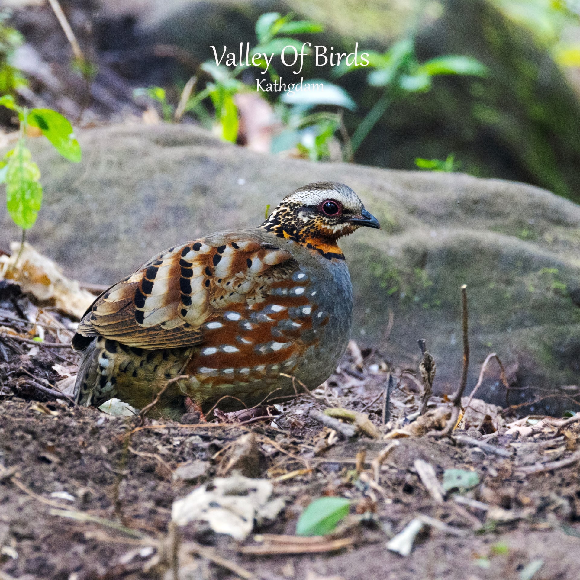 Rufous-throated Partridge
