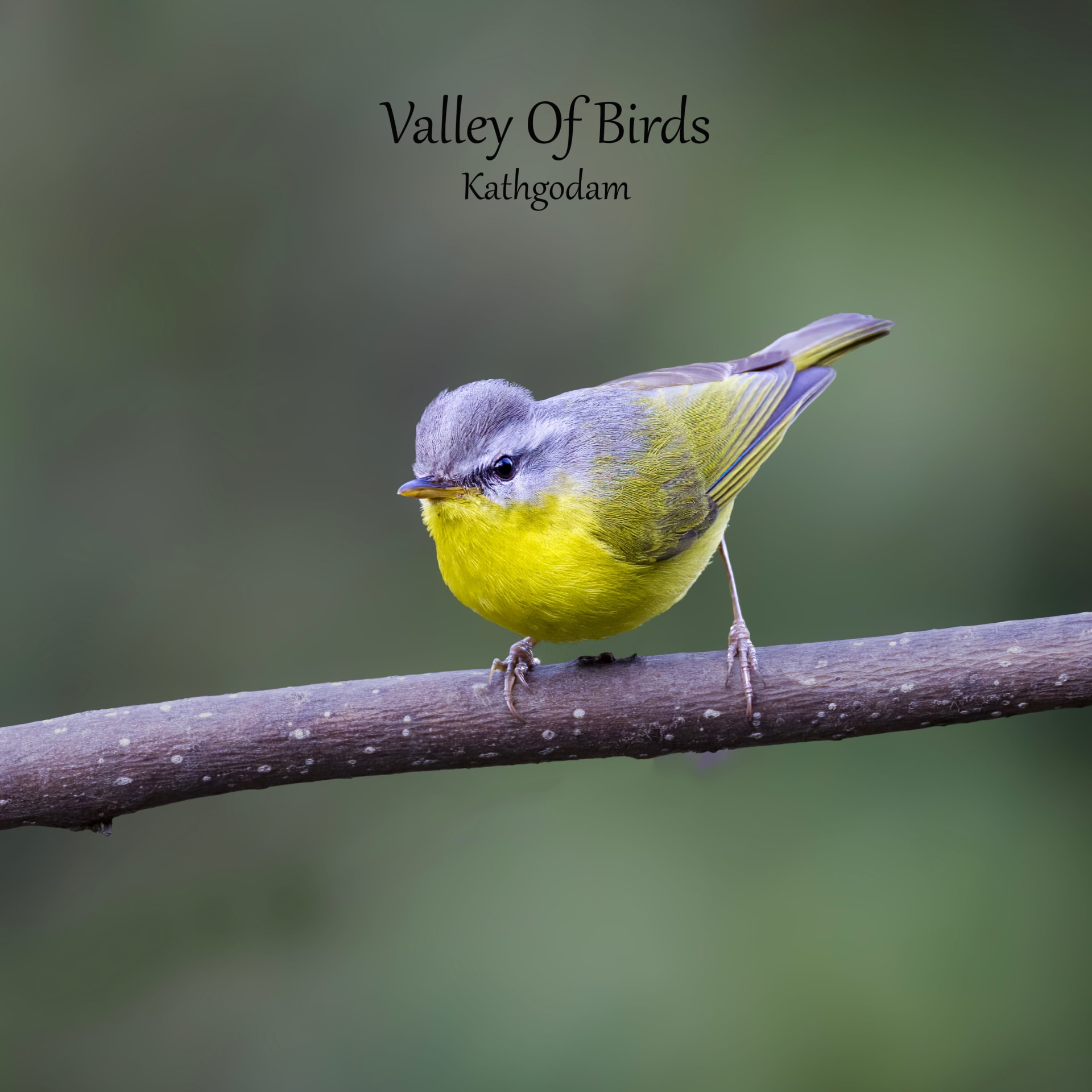 Grey-hooded Warbler