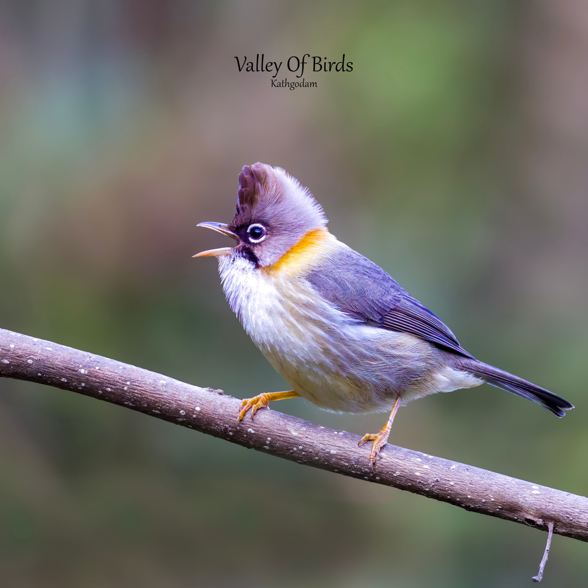 Whiskered Yuhina