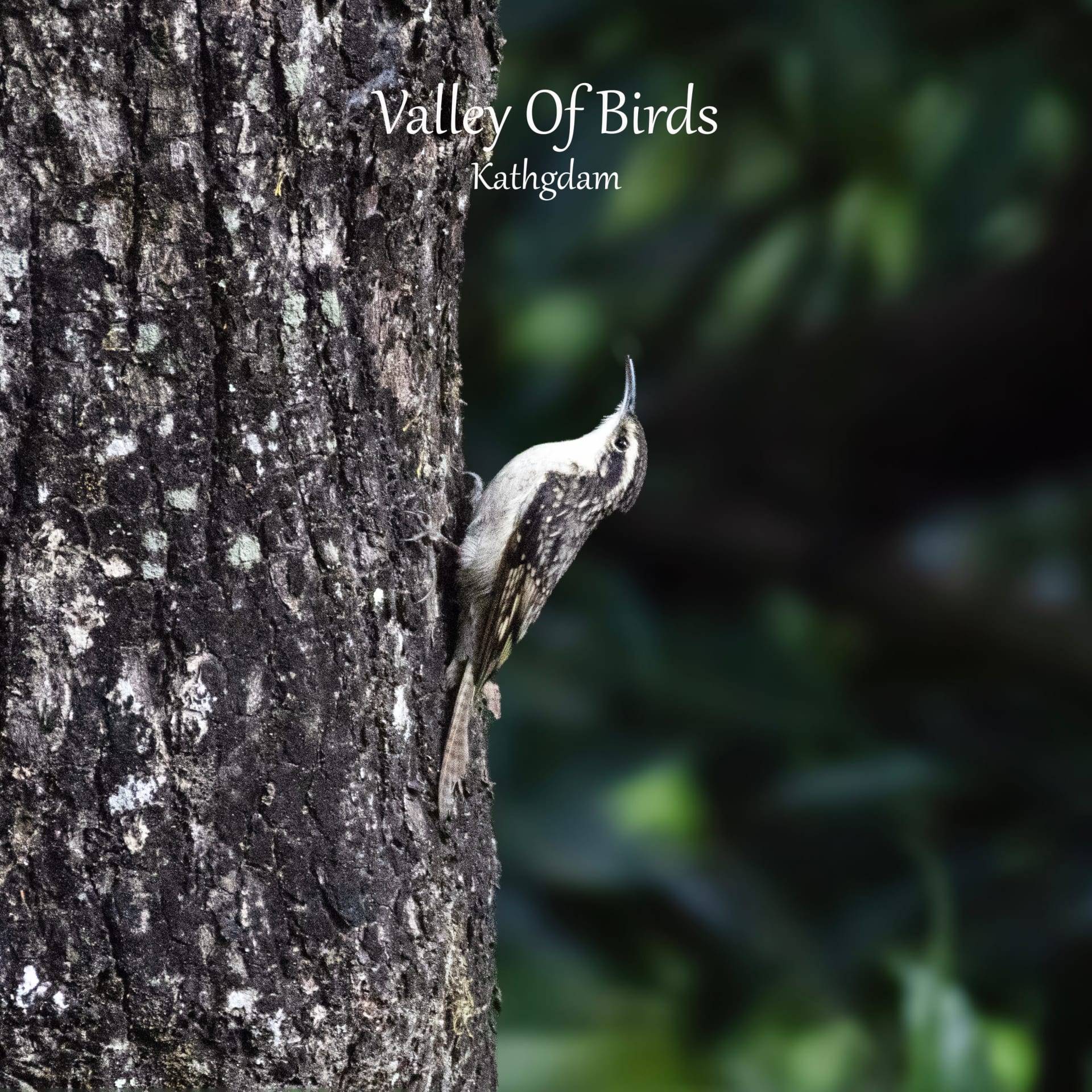 Bar-tailed Treecreeper