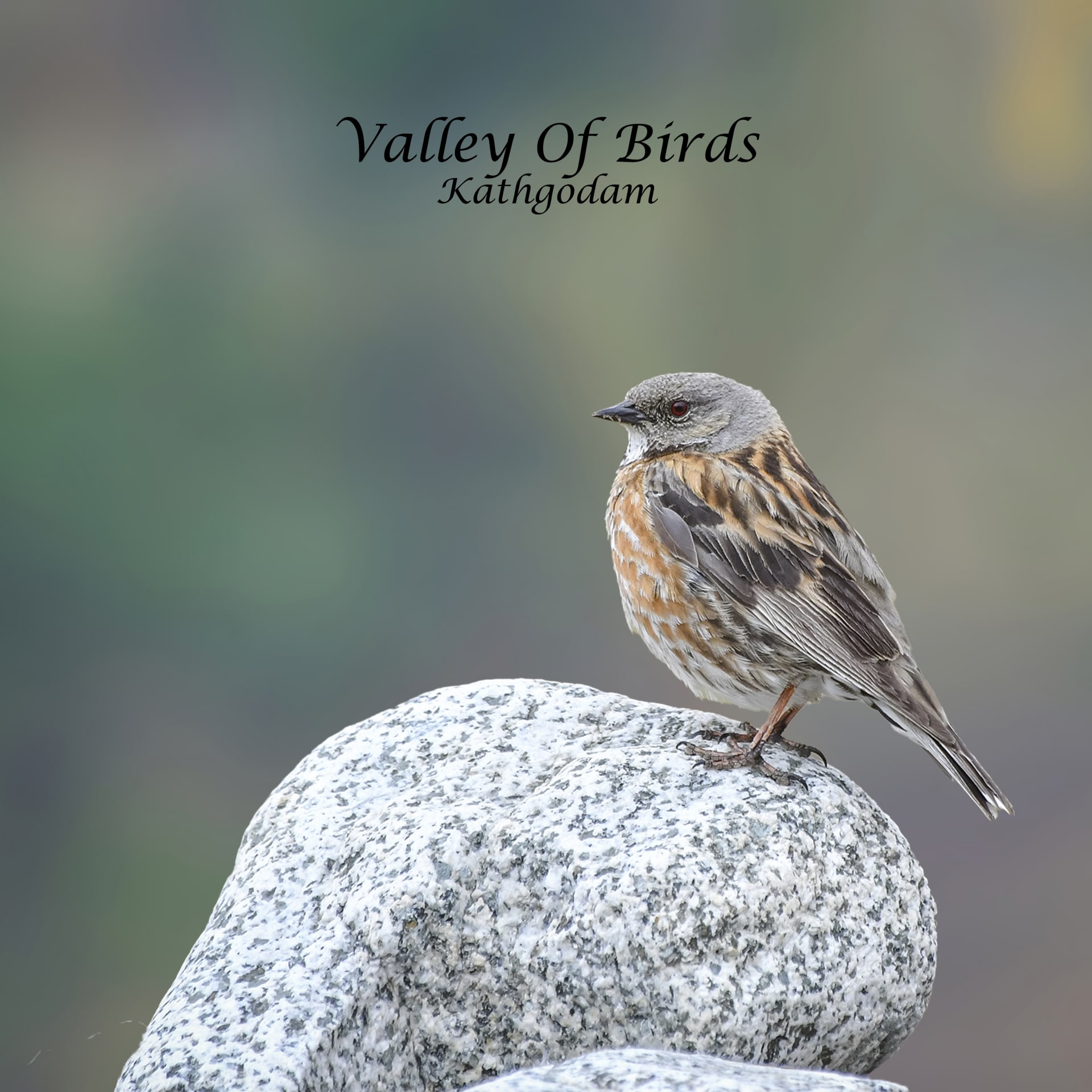 Altai Accentor
