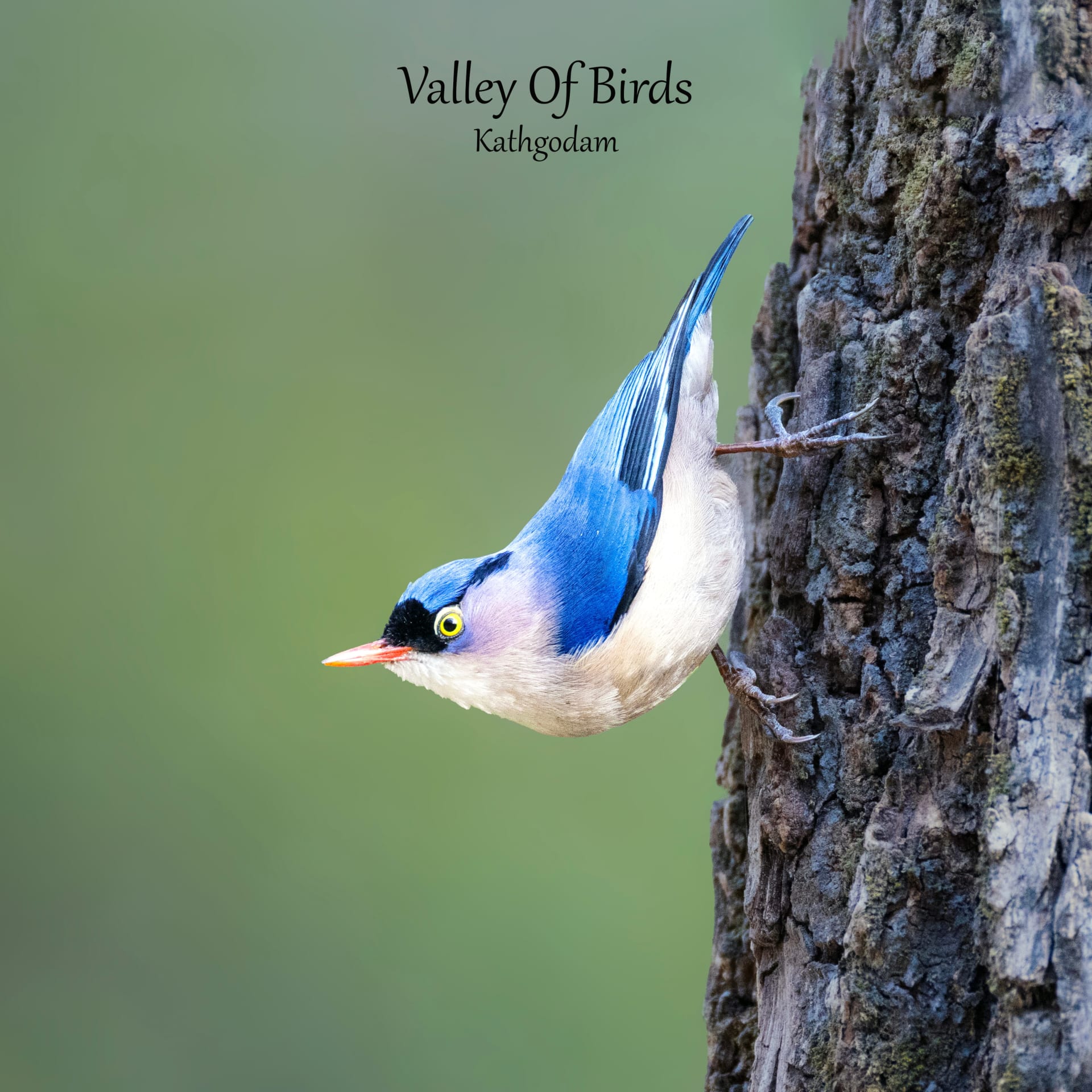 Velvet-fronted Nuthatch