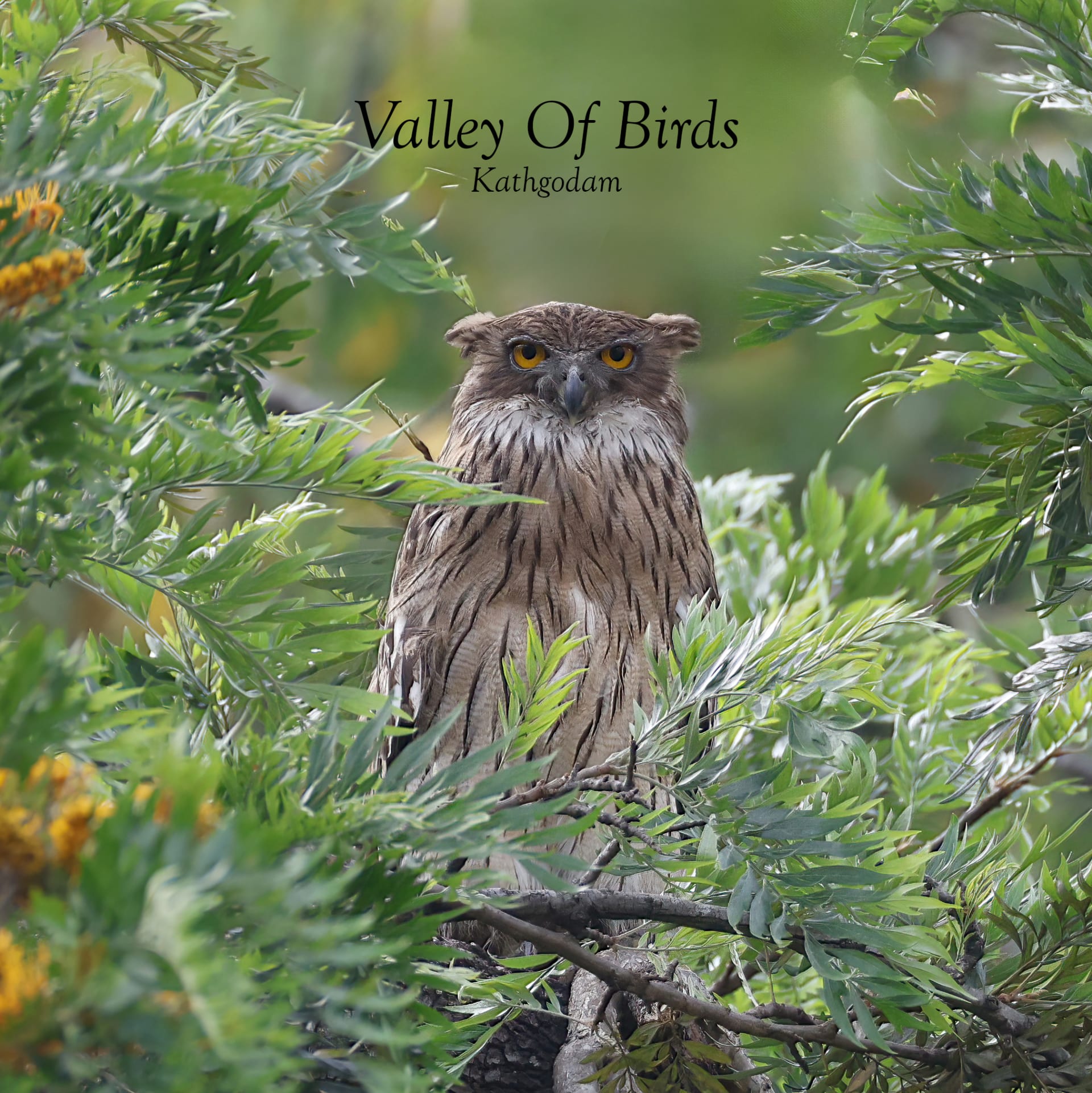 Brown Fish Owl