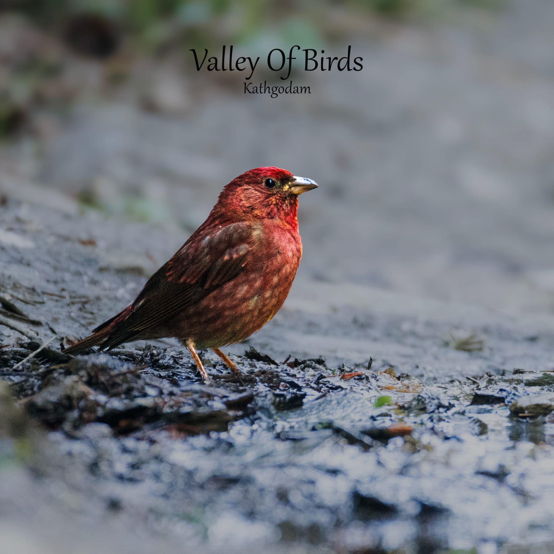 Blanford's Rosefinch