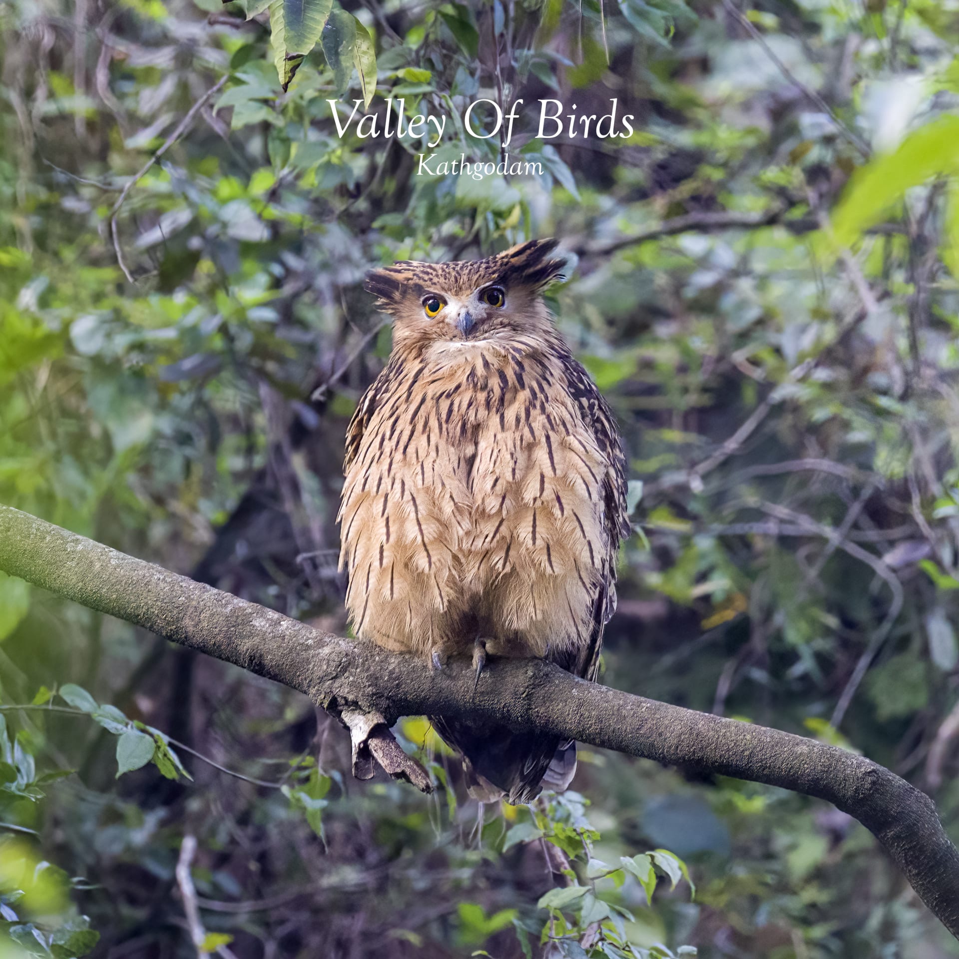 Tawny fFsh Owl