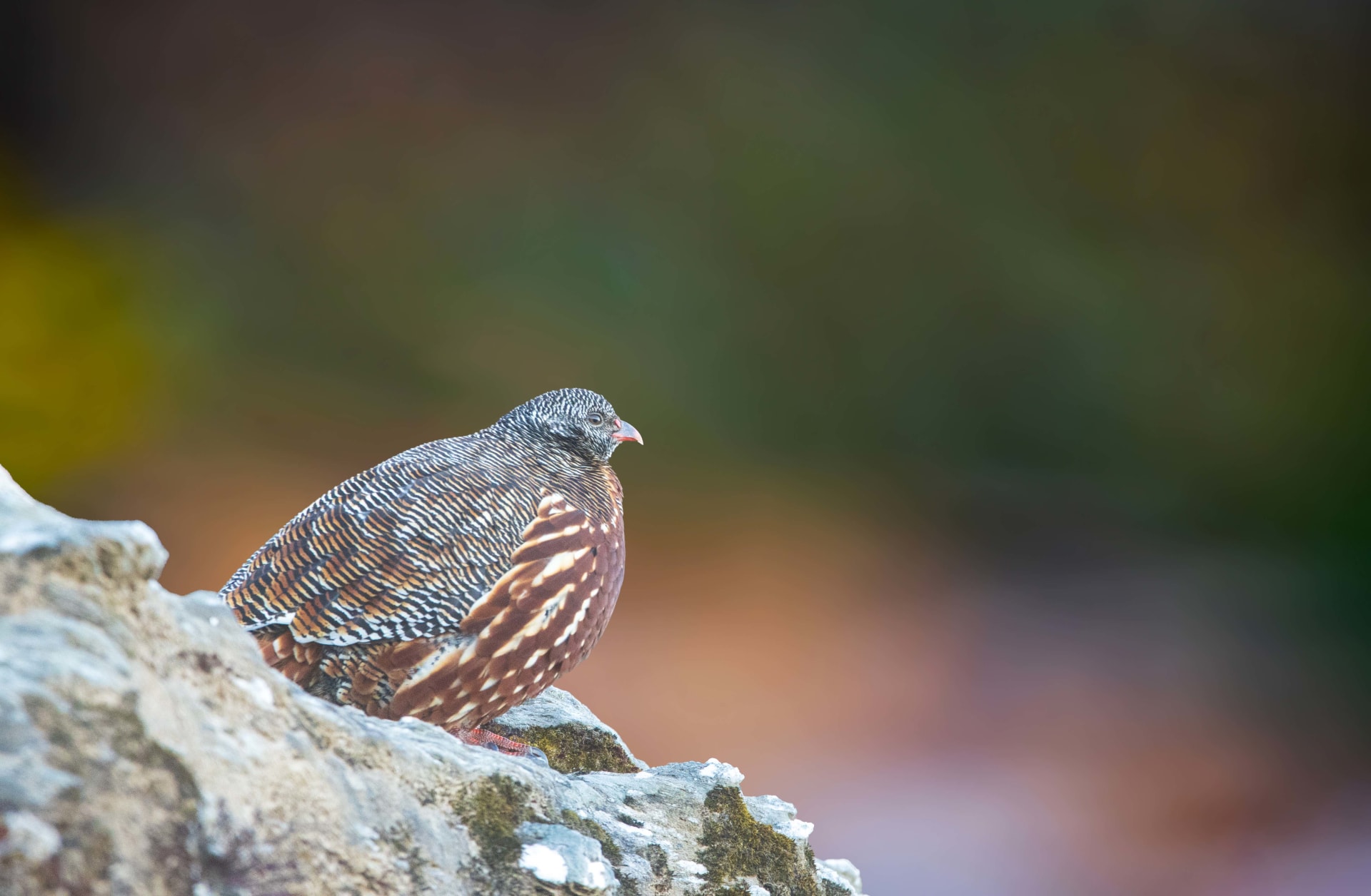 Snow Partridge