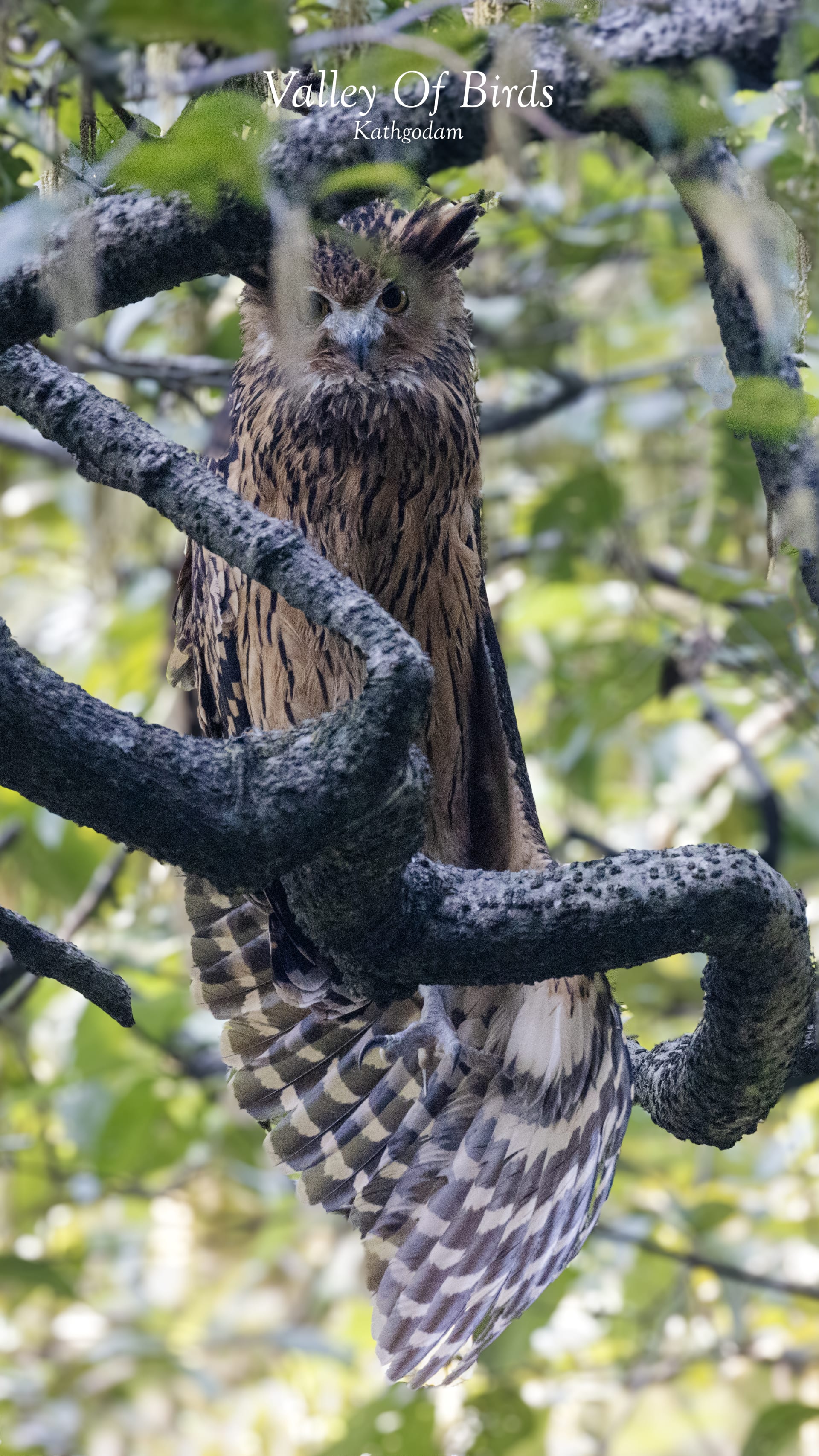 Tawny fish owl