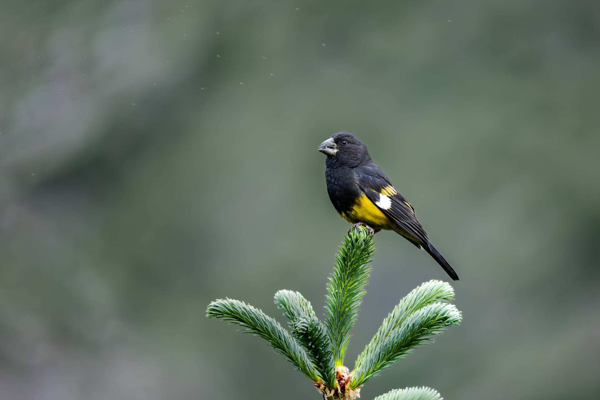 Spot-winged grosbeak