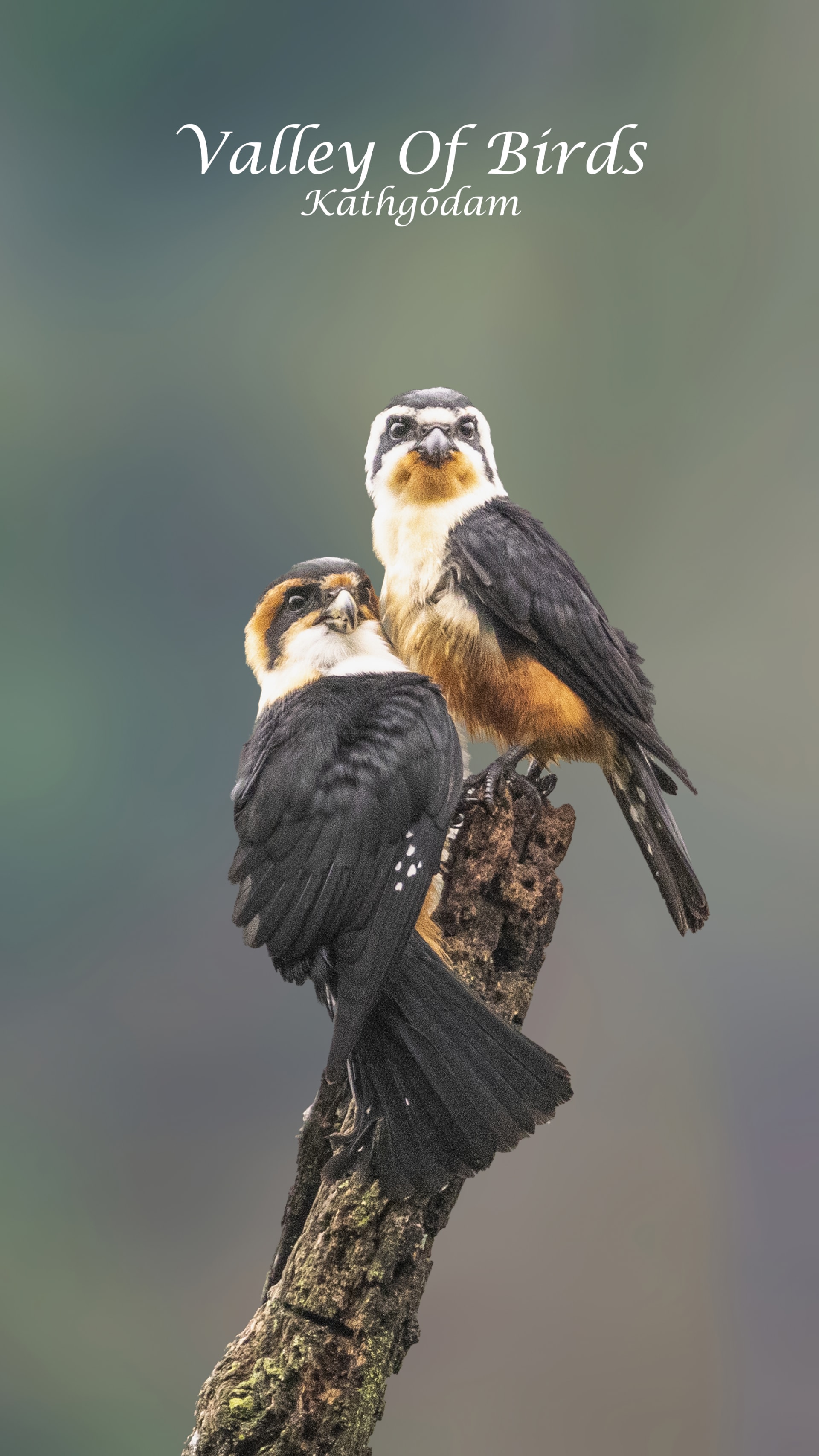 Collared falconet