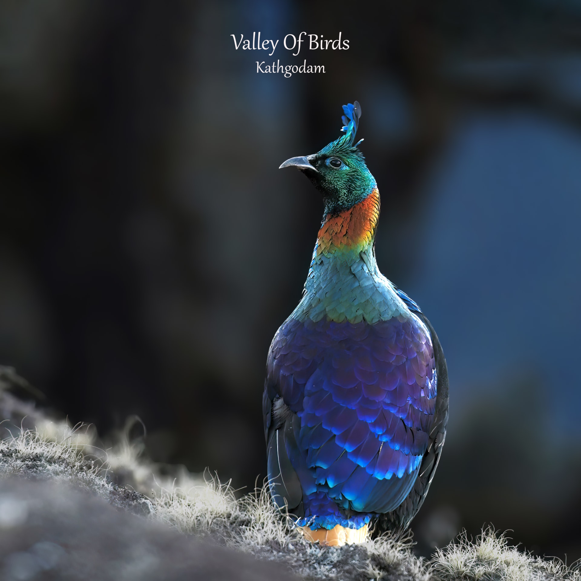 Himalayan Monal