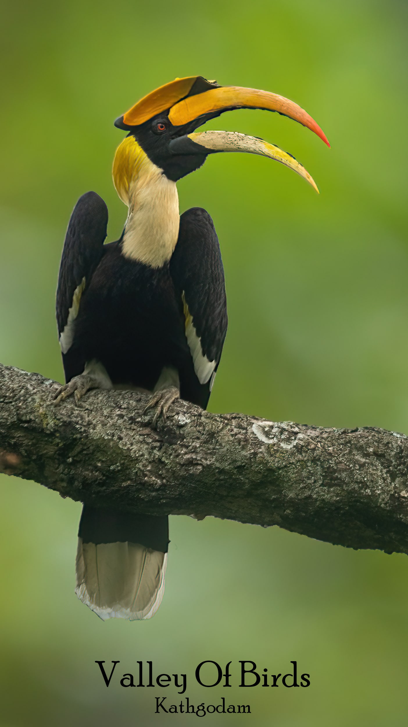 Great hornbill