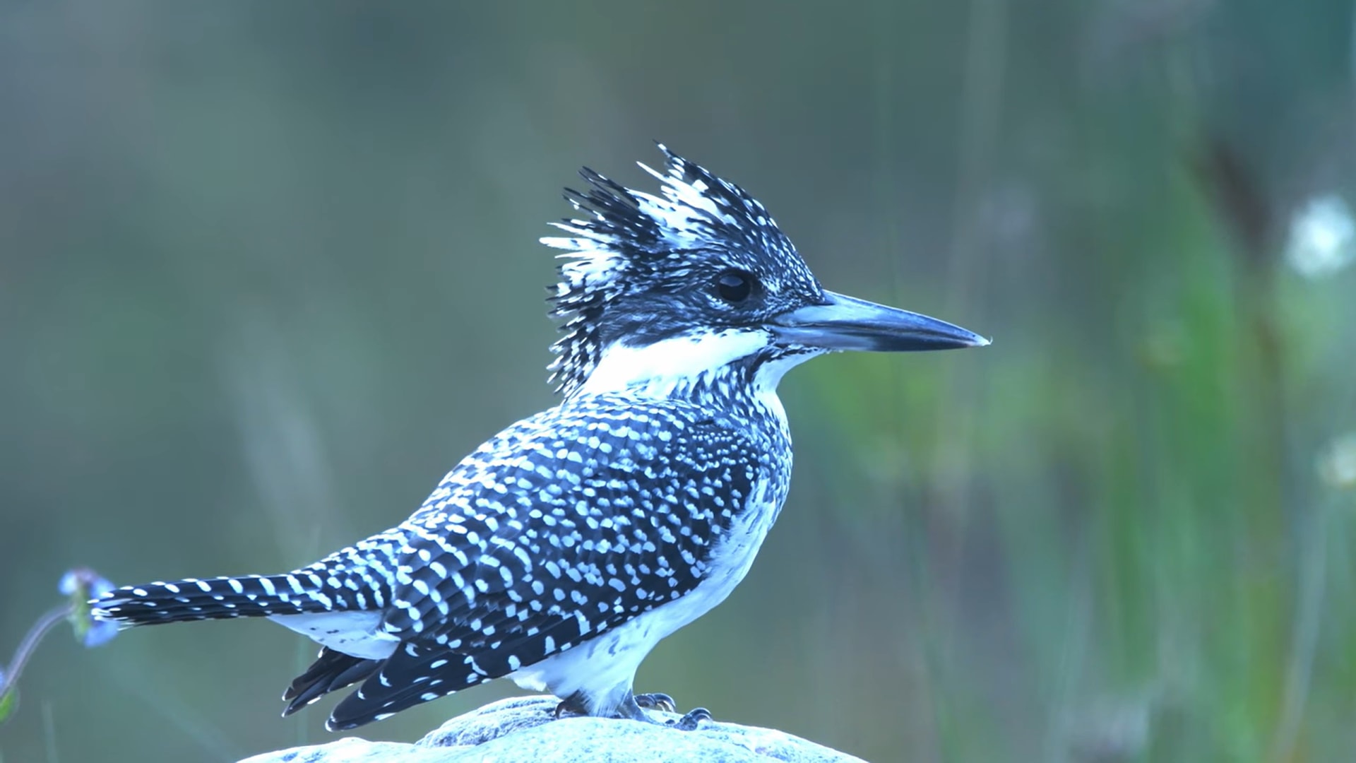 Valley Of Bird's Kathgodam ‖ Birds Of Kathgodam ‖ Uttarakhand