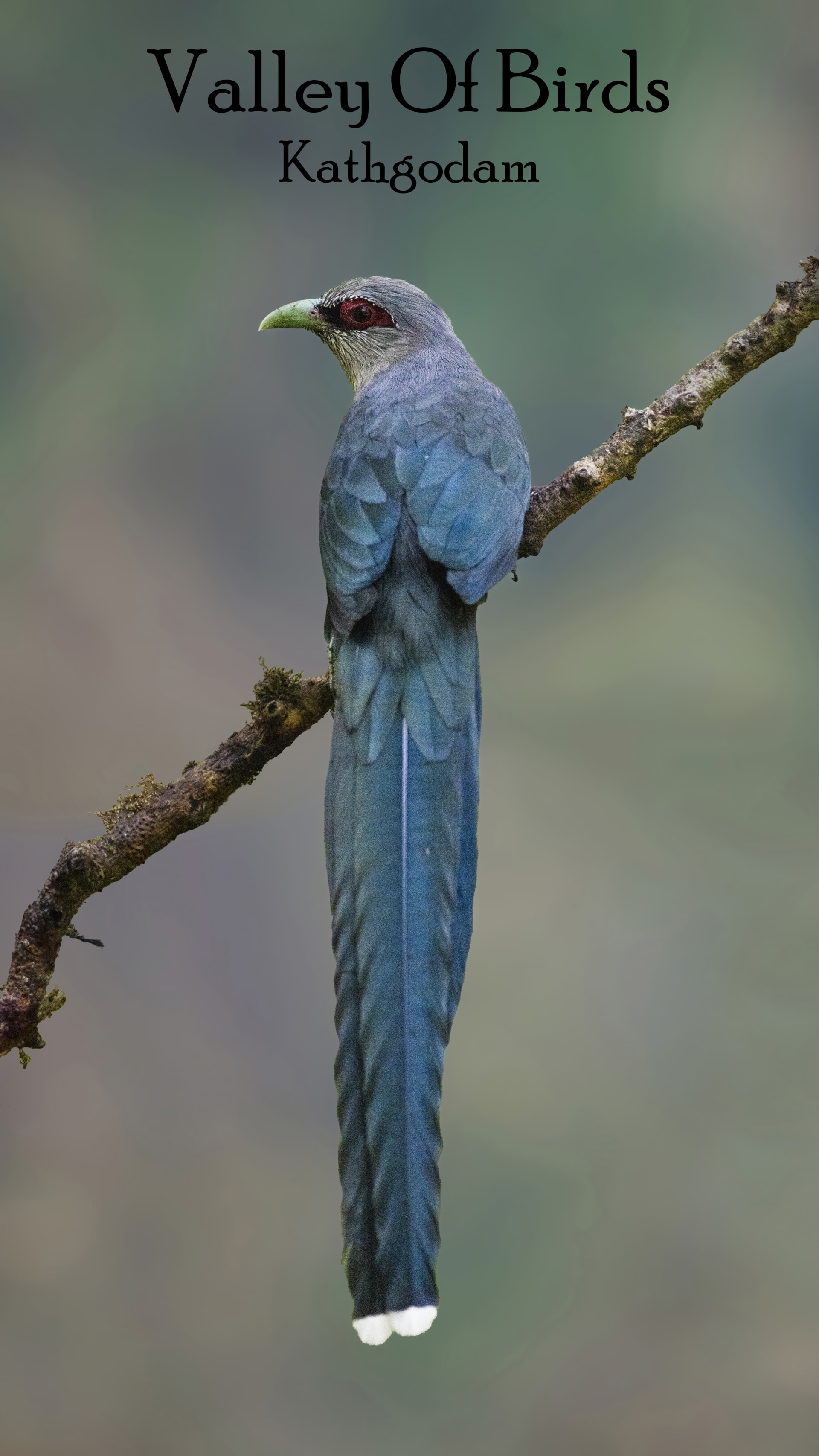 Green-billed malkoha