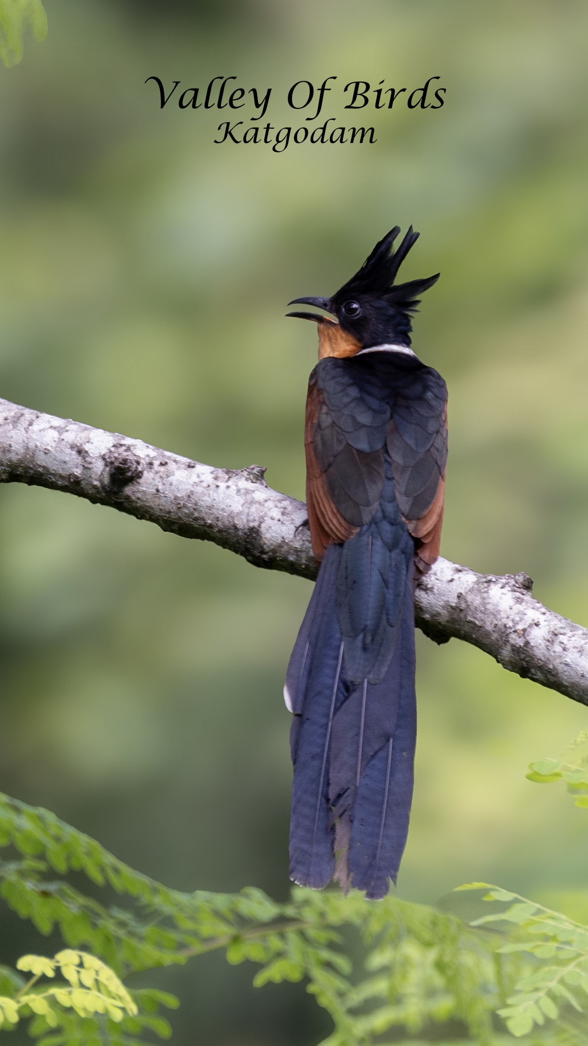 Chestnut-winged cuckoo