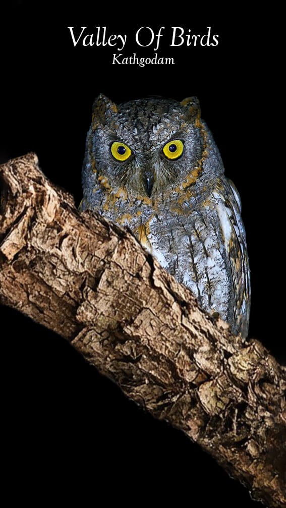 Oriental scops owl (Otus sunia)