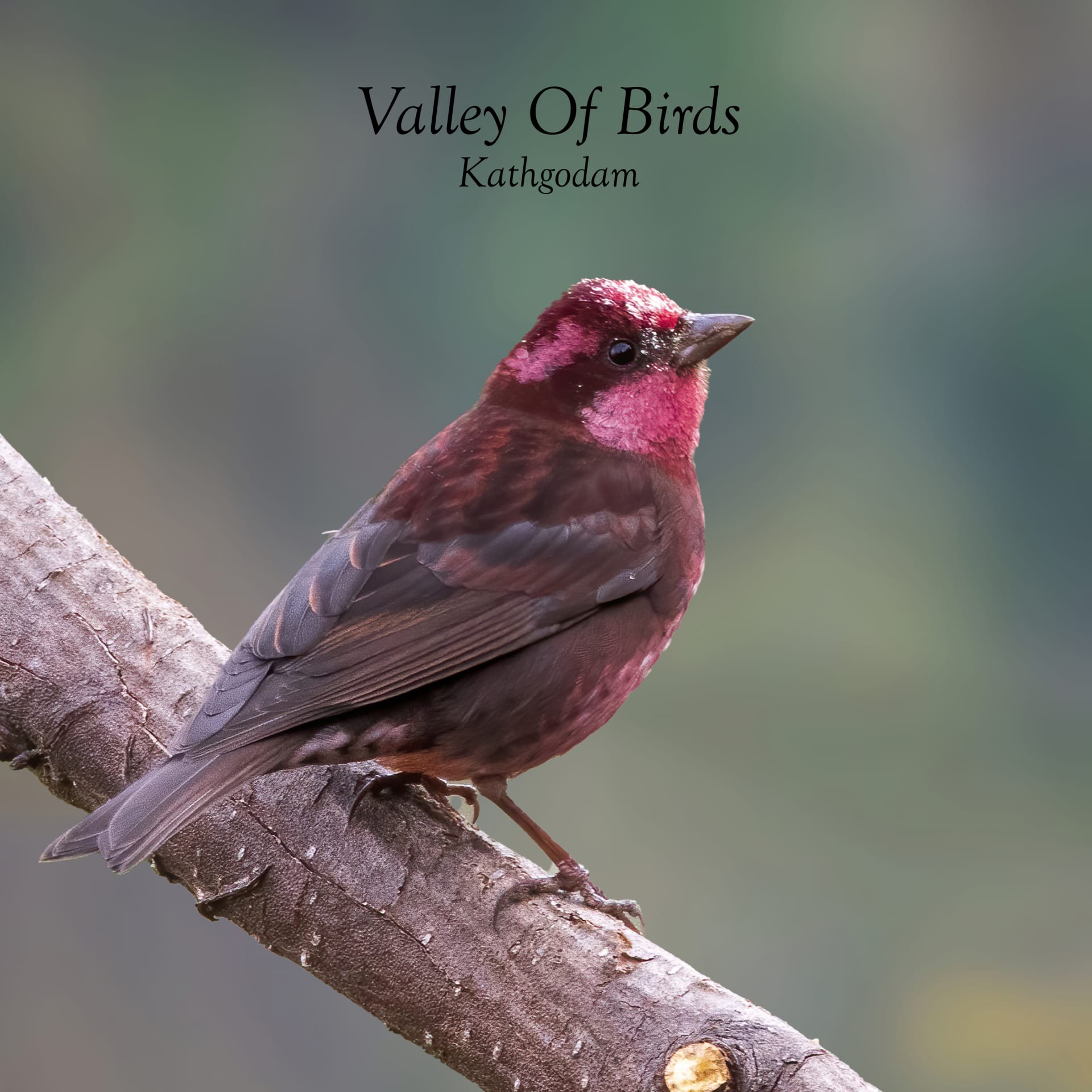 Dark-breasted rosefinch (Carpodacus nipalensis)
