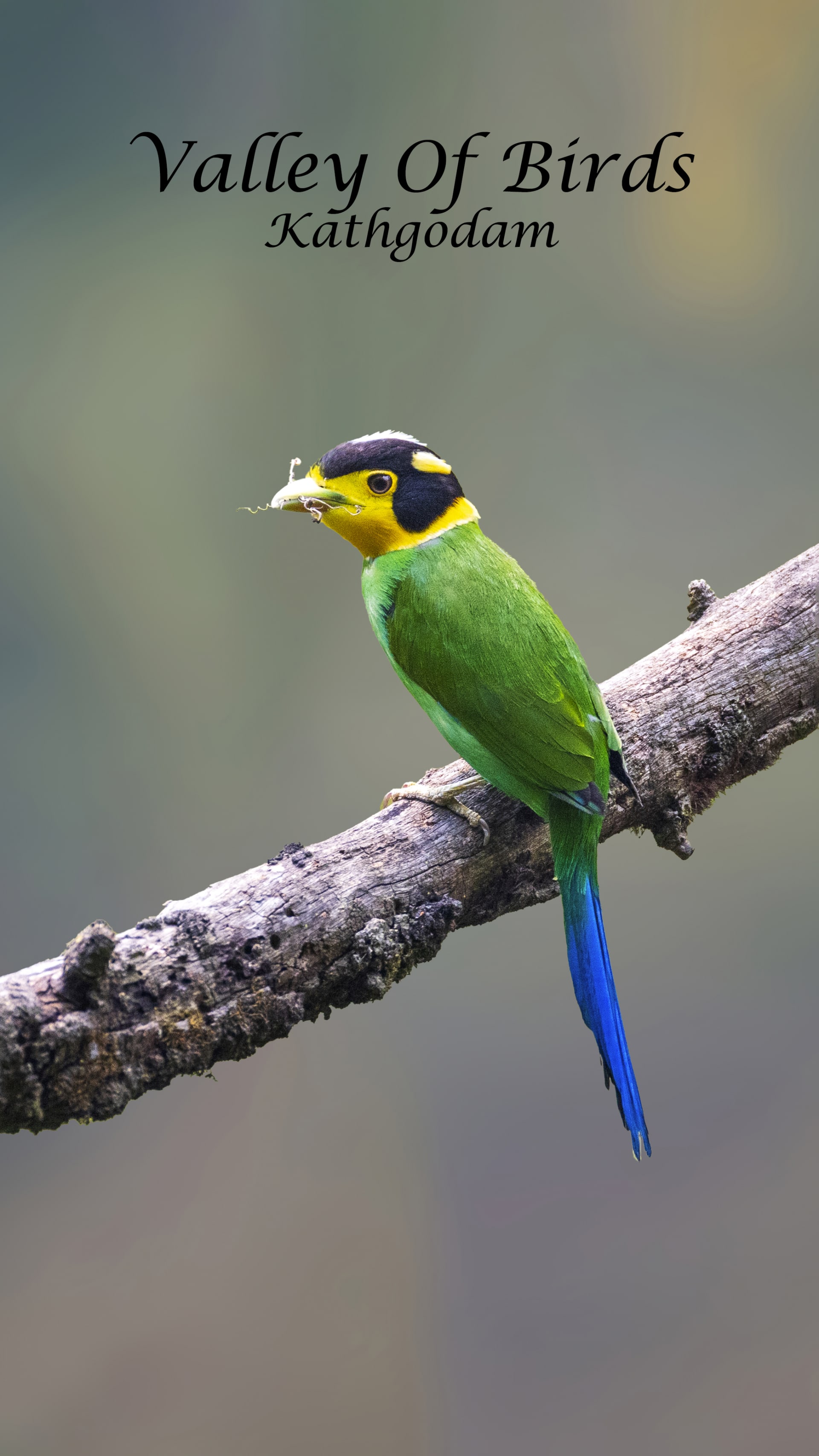 Long-tailed broadbill