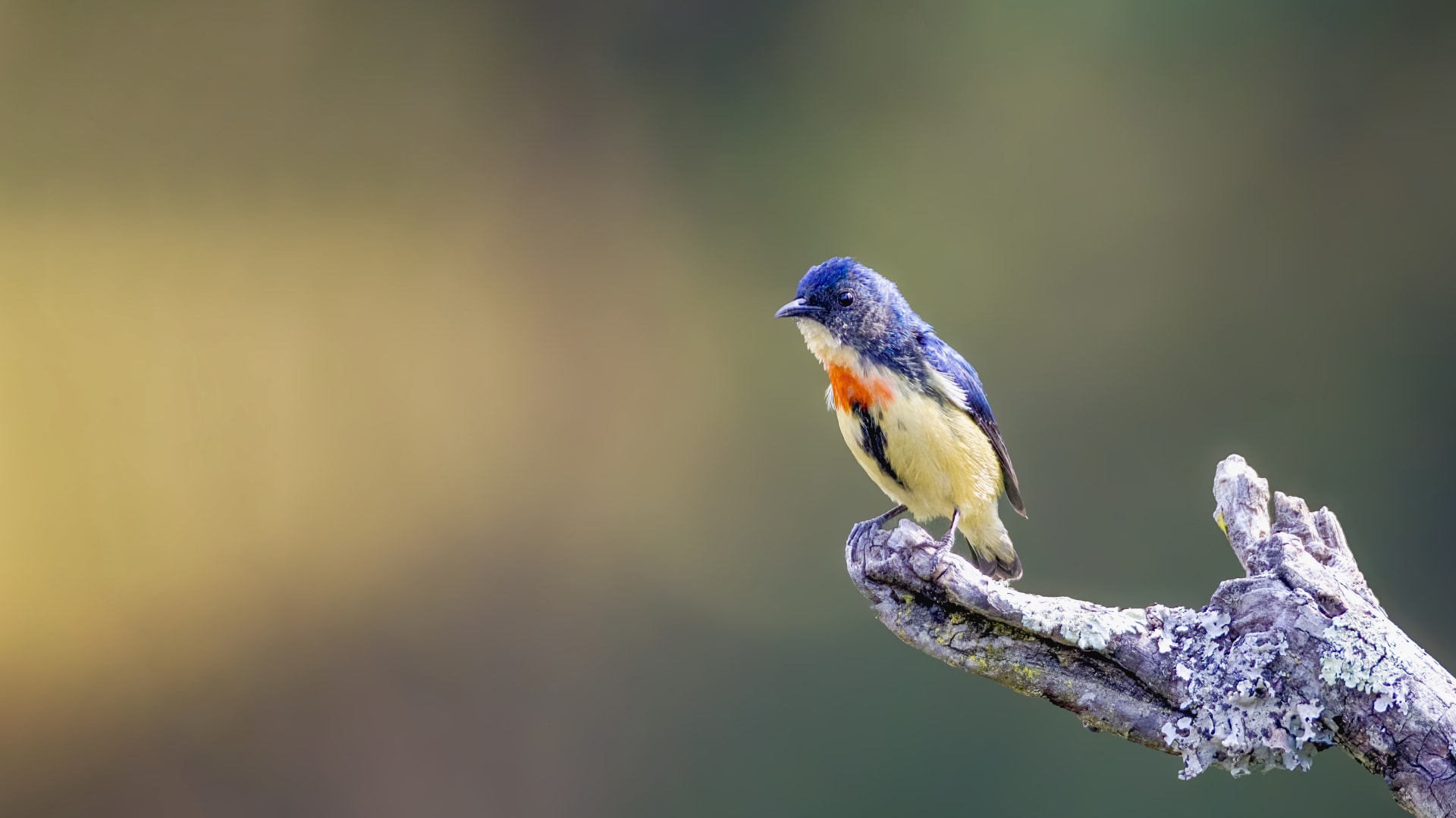 Fire-breasted flowerpecker