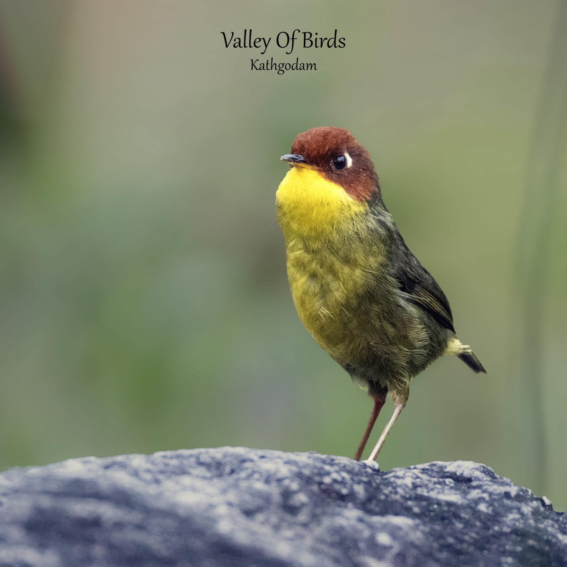 Chestnut-headed tesia | Mandal