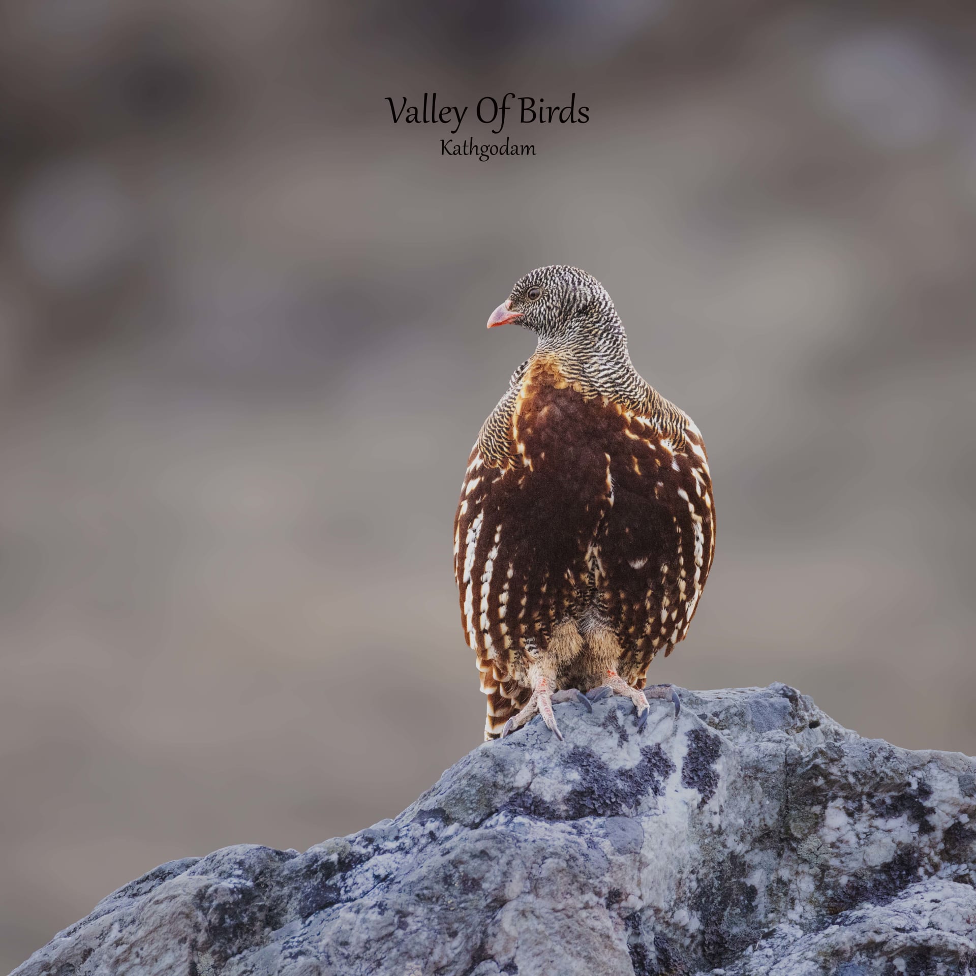 Snow partridge | Tungnath