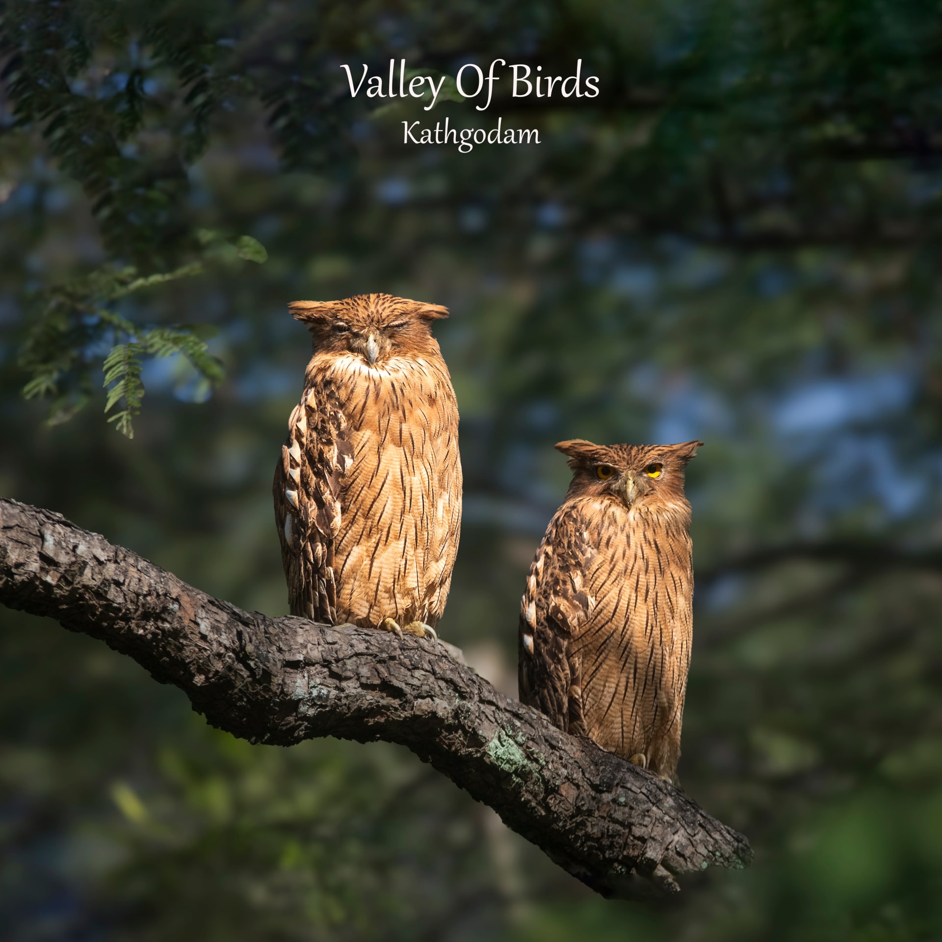 Kathgodam Birding Tour photo 25