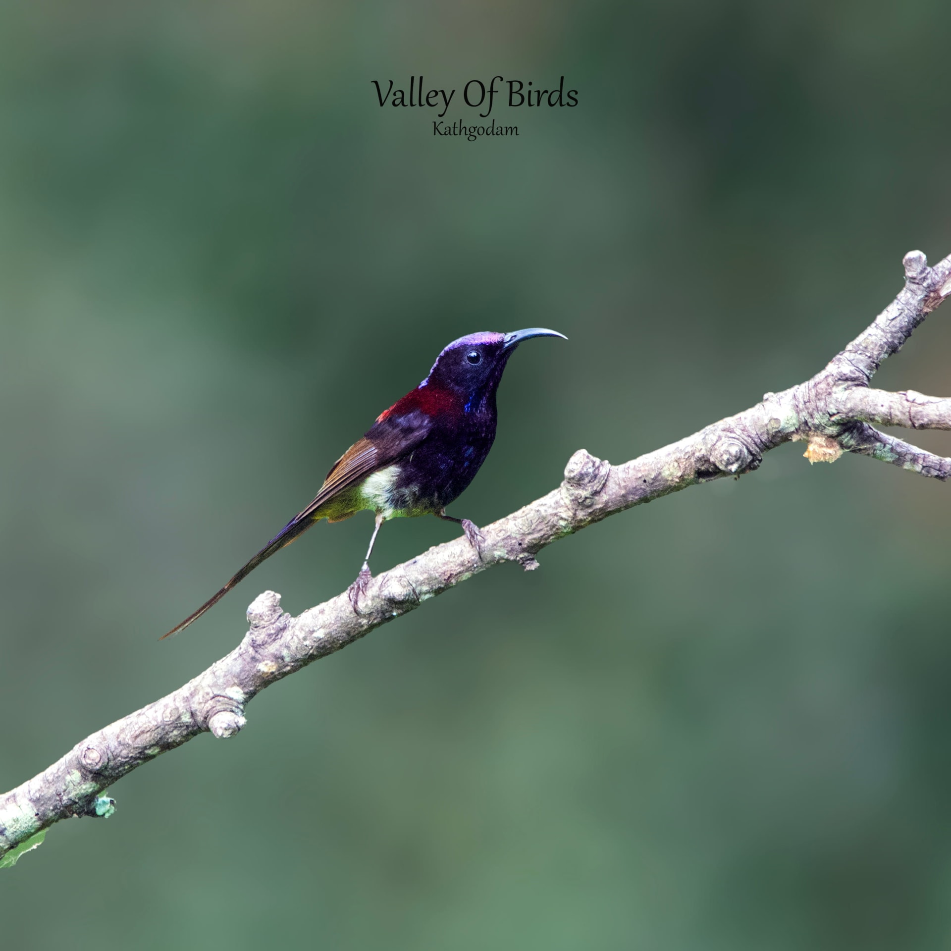 Kathgodam Birding Tour photo 18