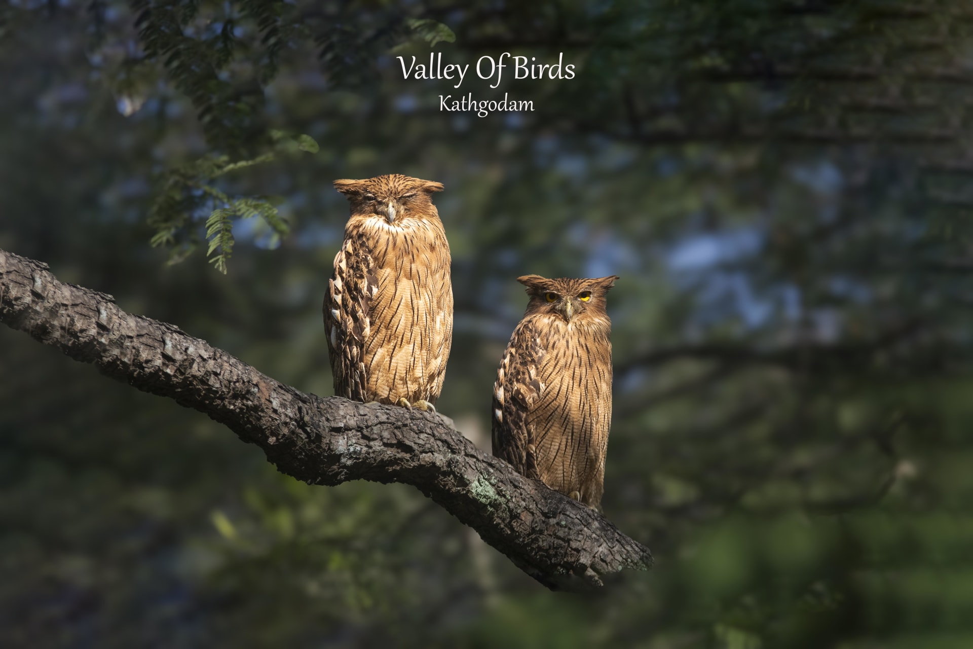 Brown fish owl