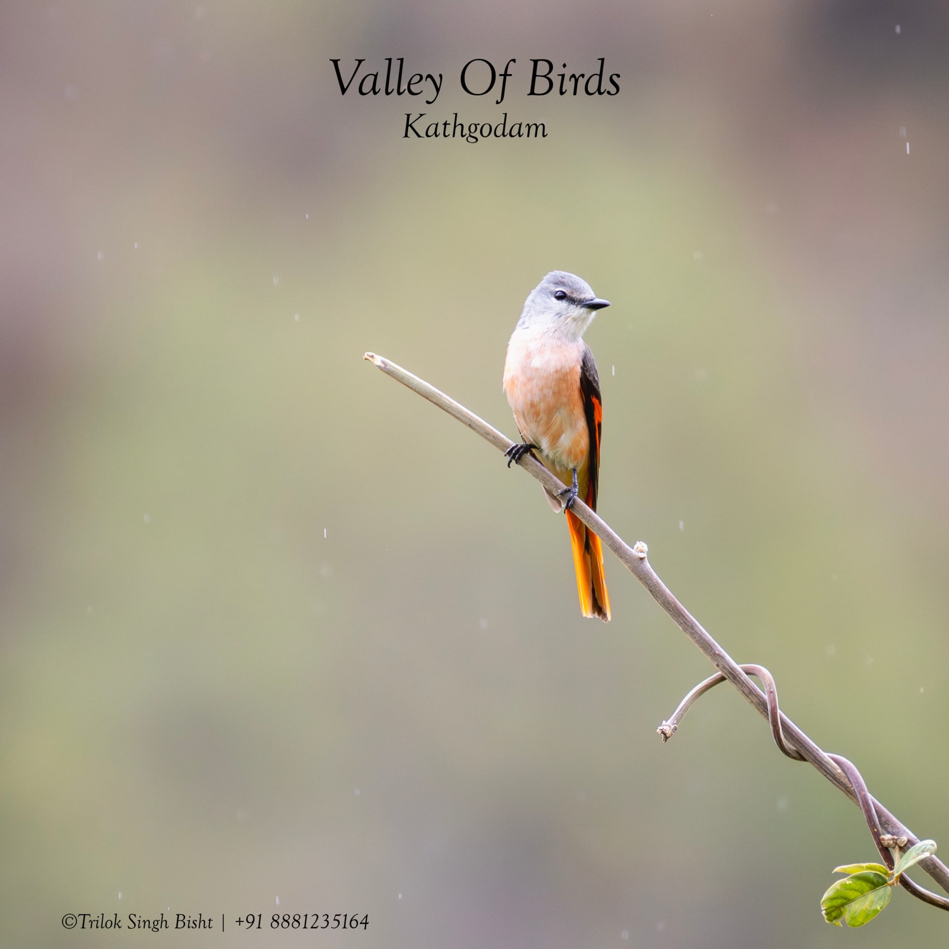 Kathgodam Birding Tour photo 22