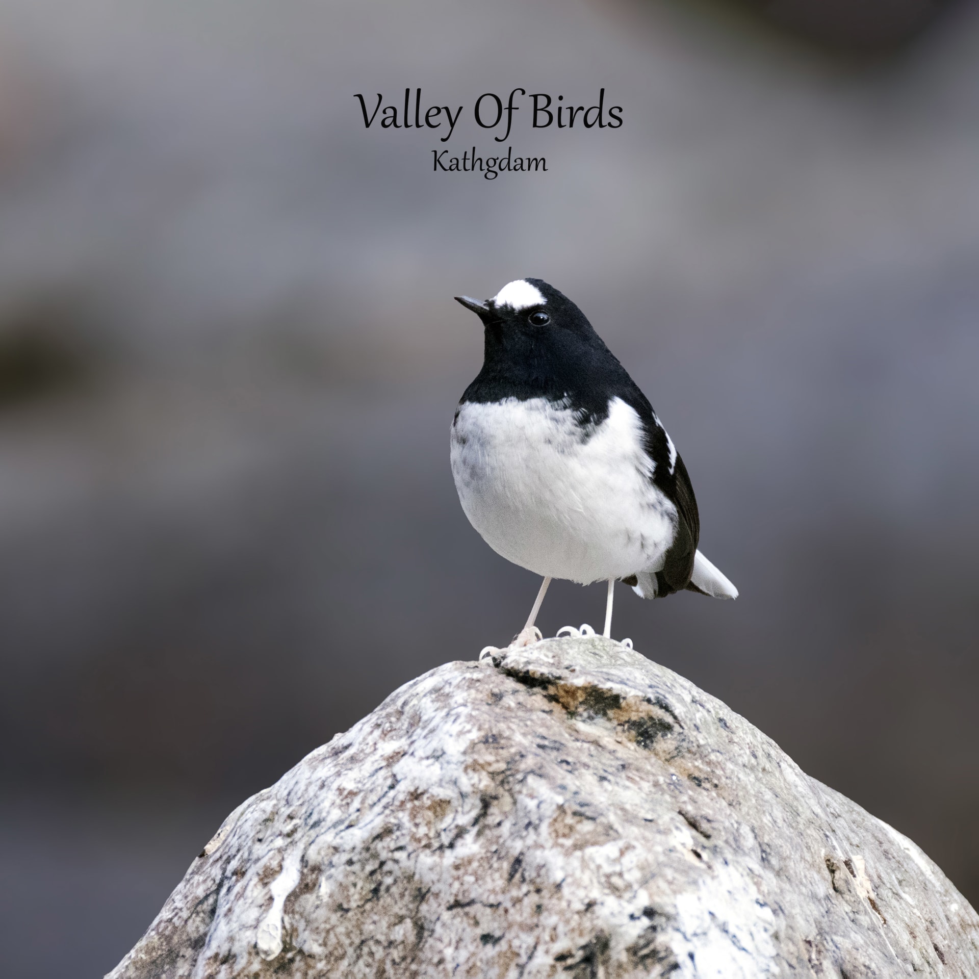 Little forktail | Mandal
