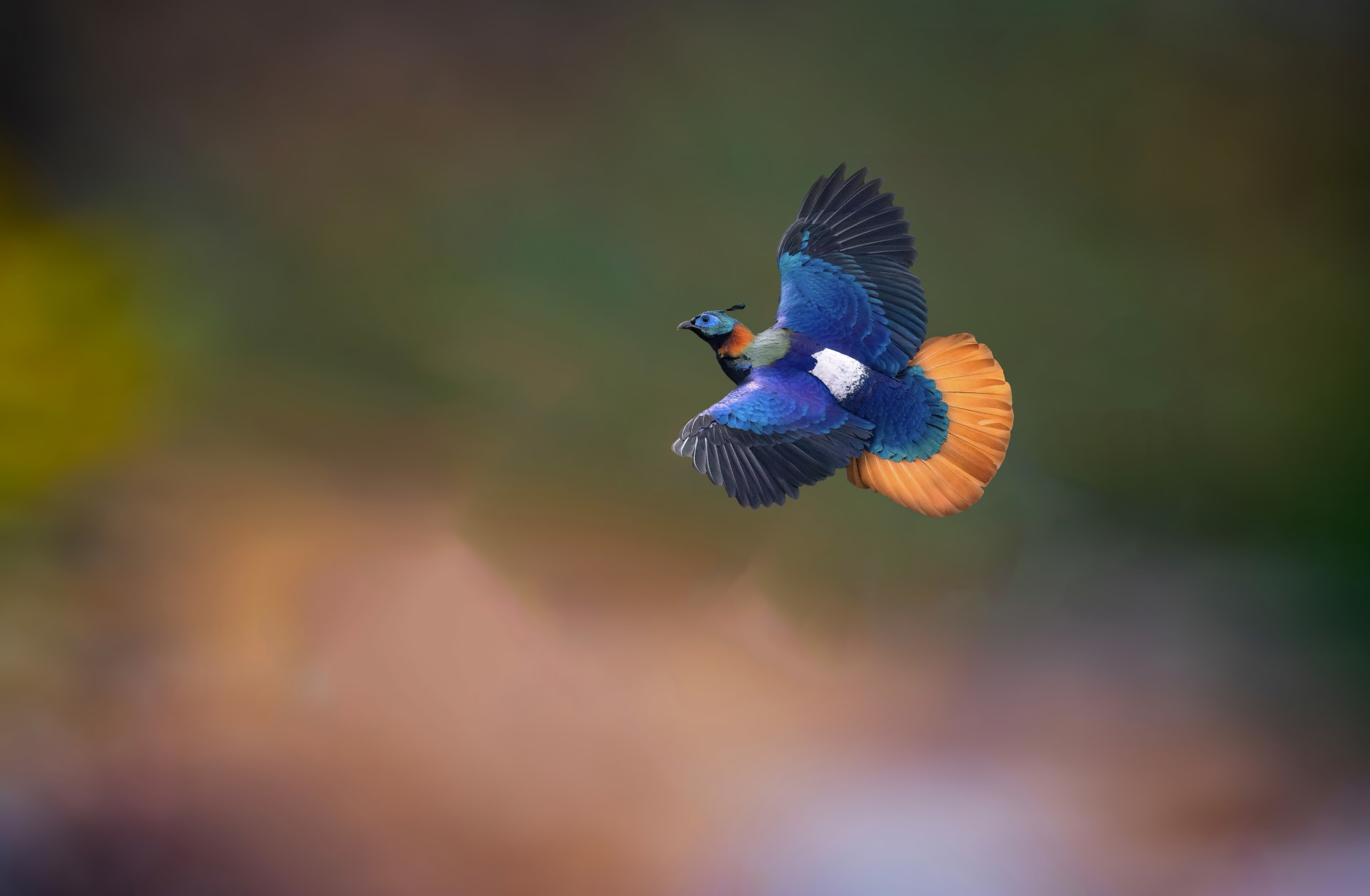 Himalayan monal | Tungnath