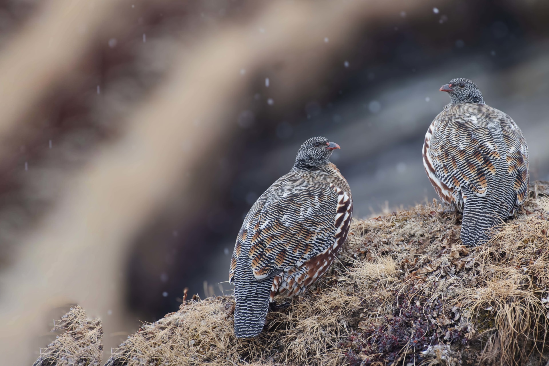Snow partridge | Tungnath