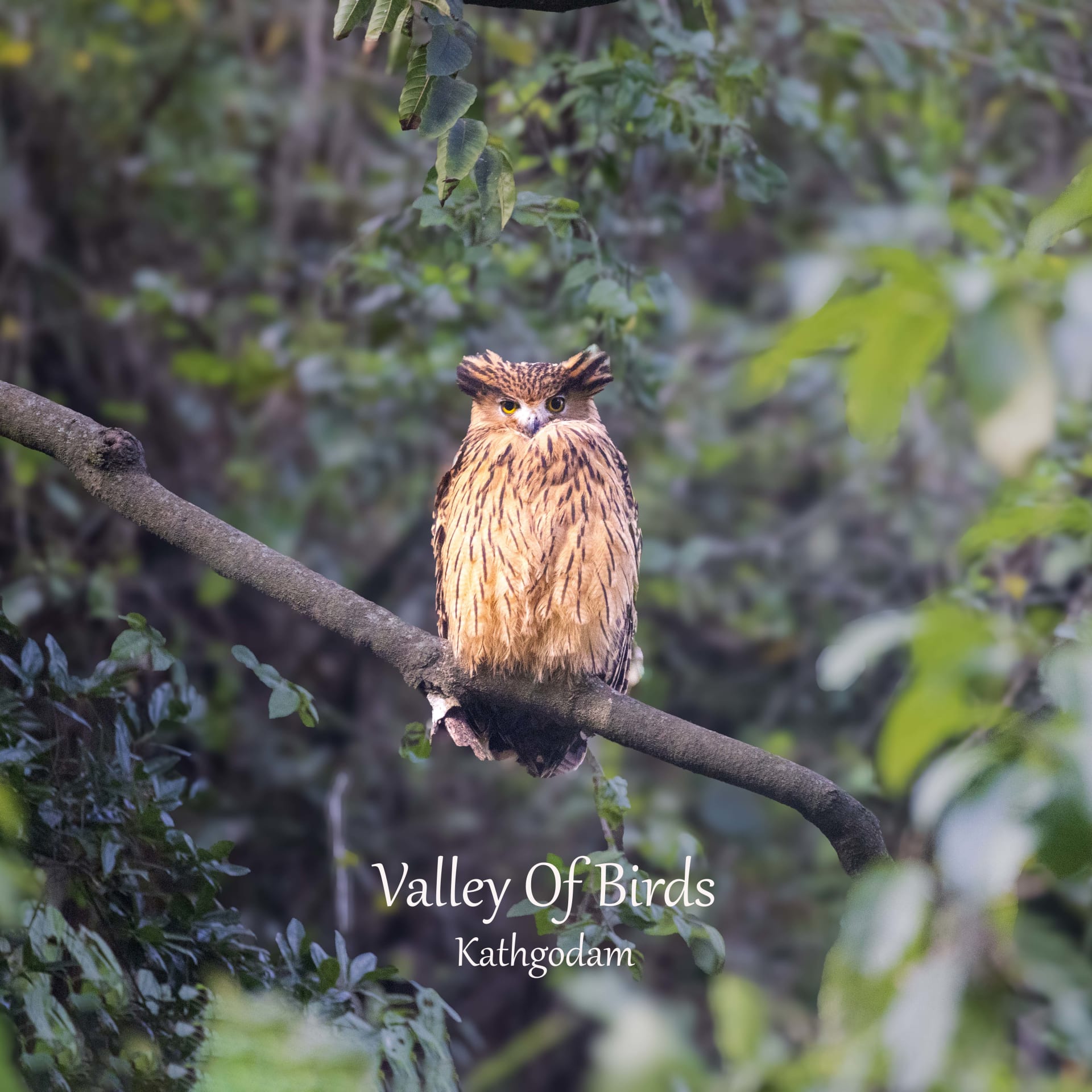 Tawny fish owl | Chaffi