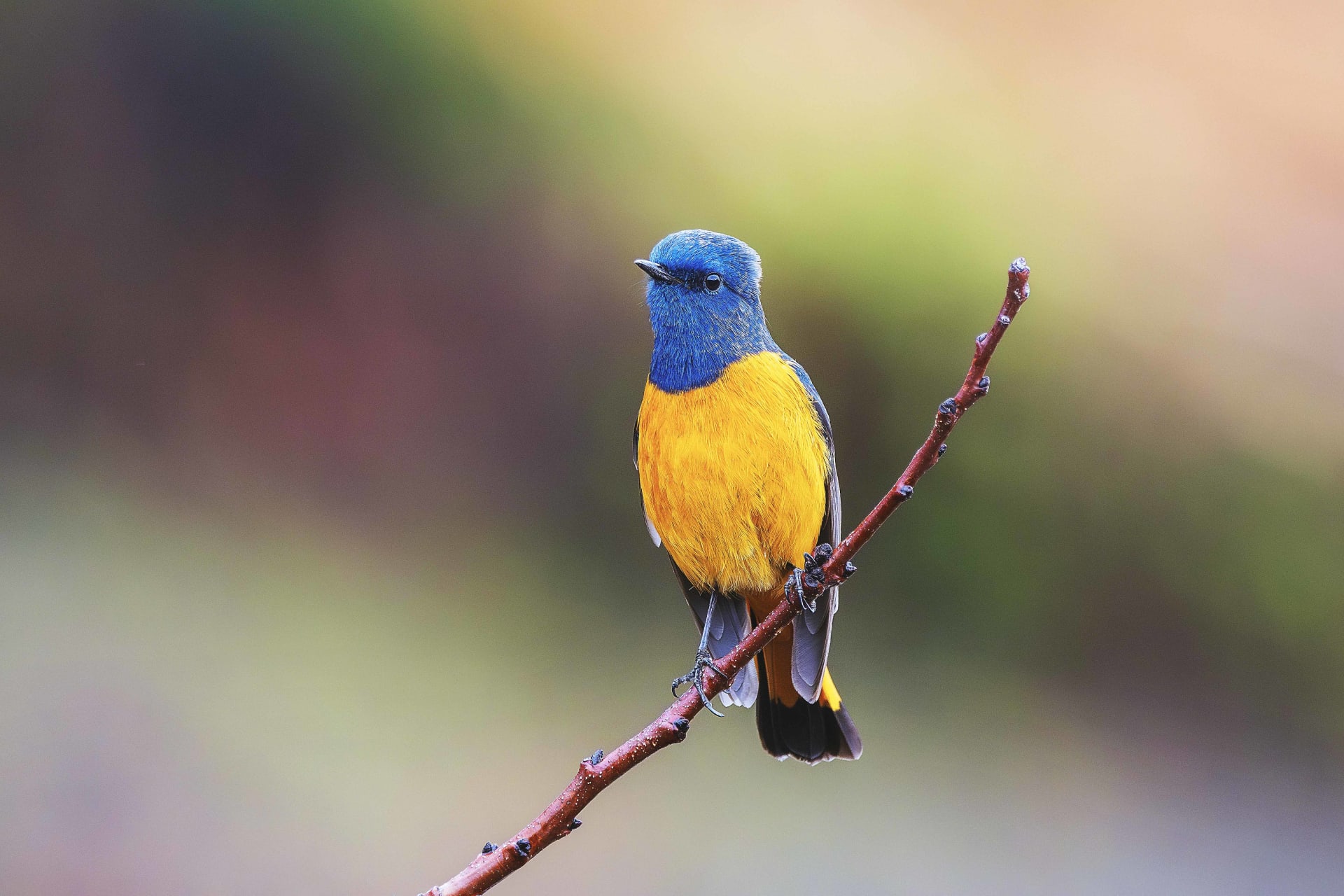 Blue-fronted redstart