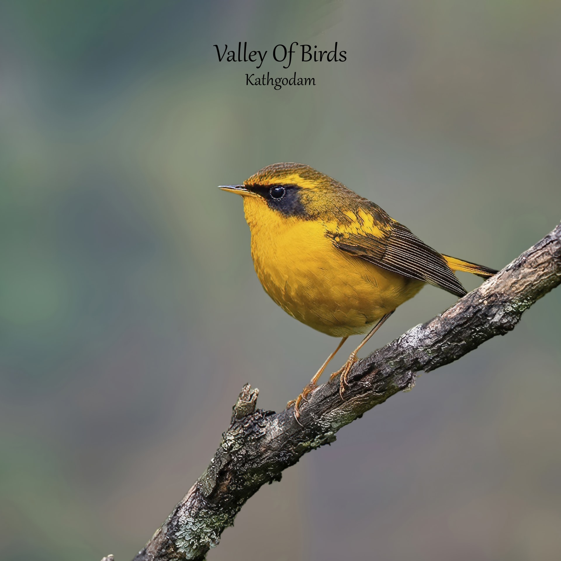 Golden bush robin | Mandal