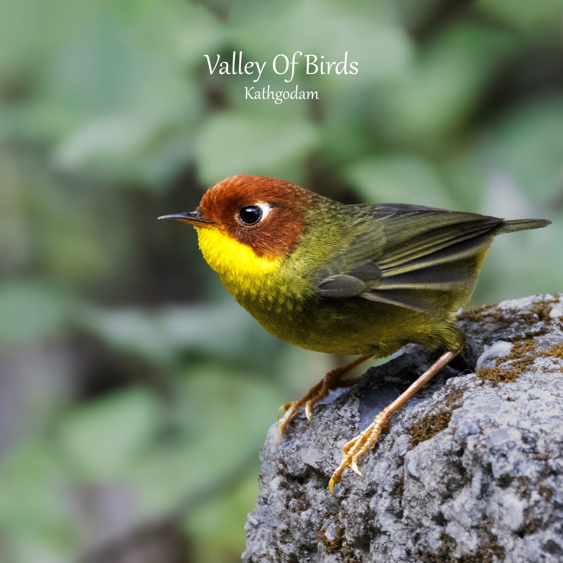 Kathgodam Birding Tour photo 17