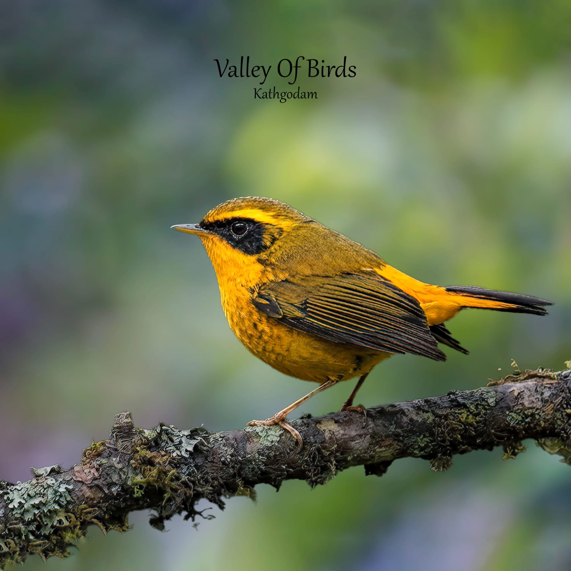 Kathgodam Birding Tour photo 24