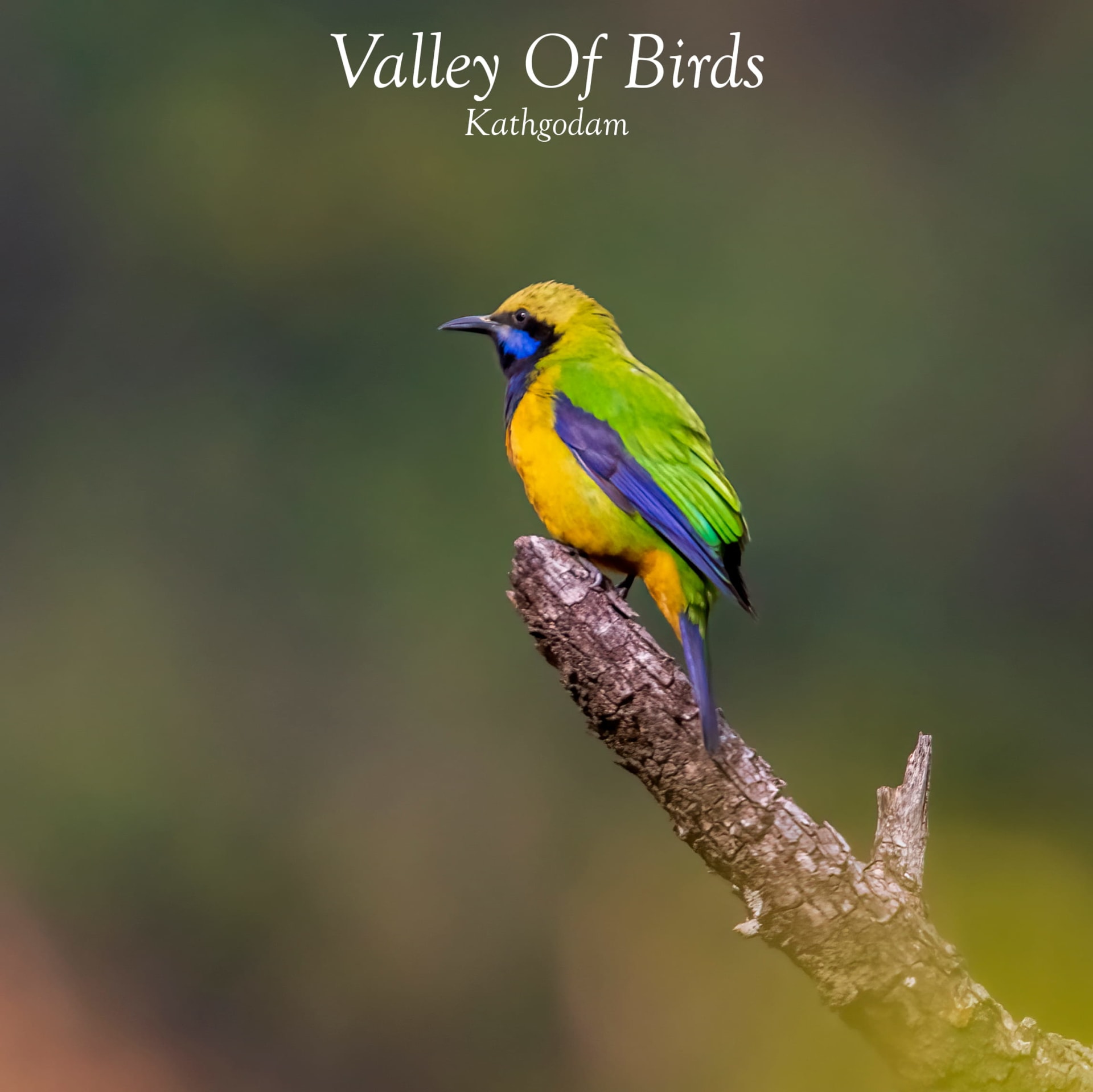 Kathgodam Birding Tour photo 20