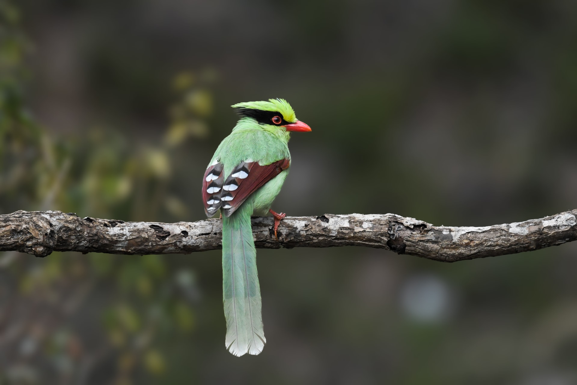 Chopta Birding Tour photo 3