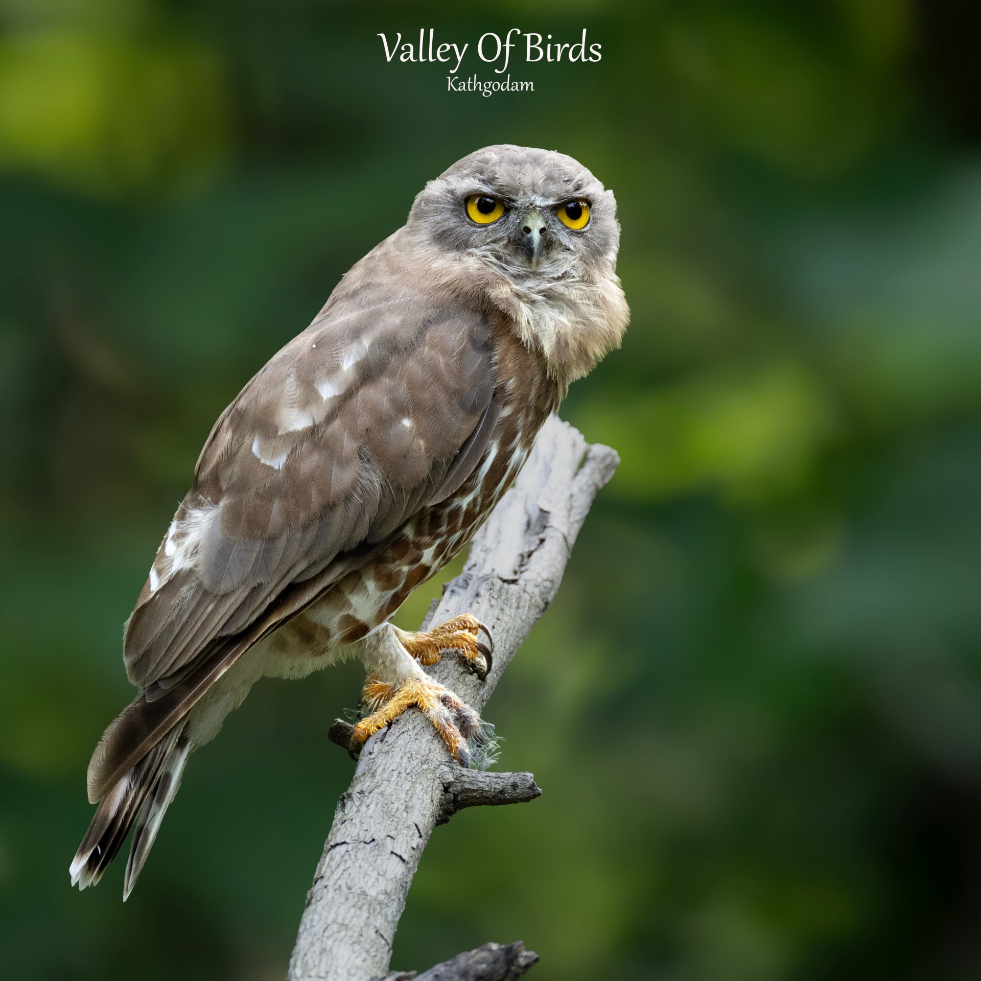 Kathgodam Birding Tour photo 13
