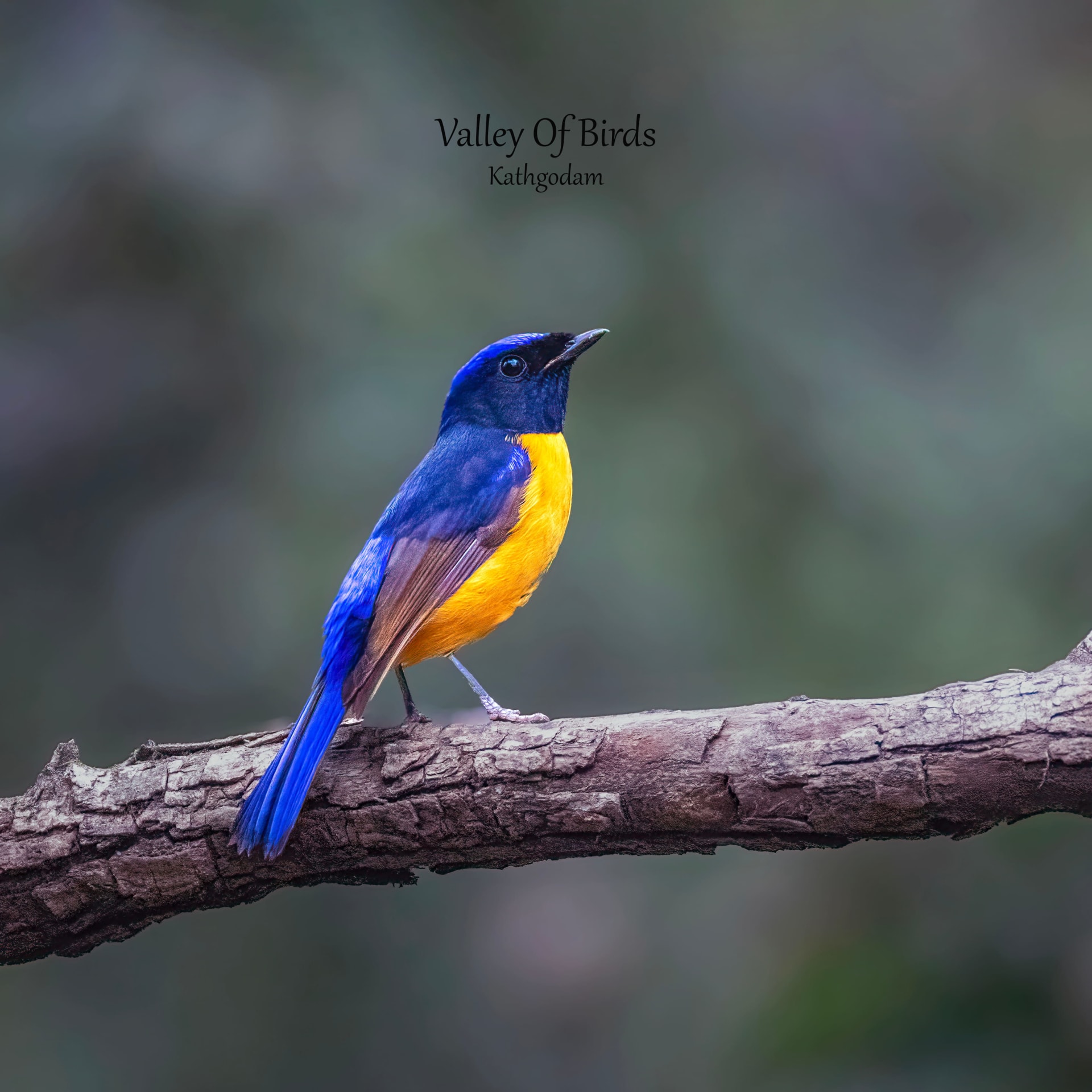 Kathgodam Birding Tour photo 11