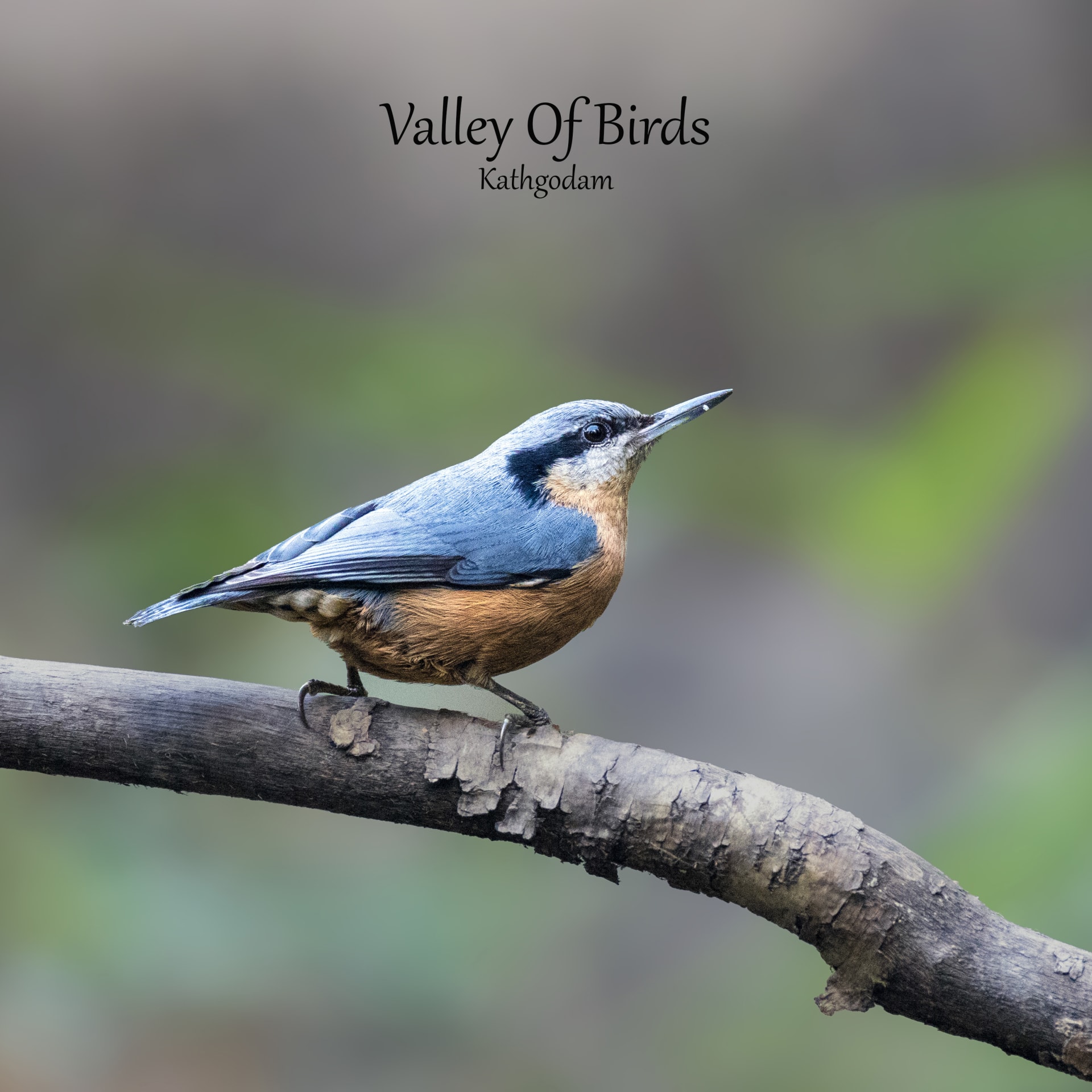 Chestnut-bellied nuthatch | Kathgodam