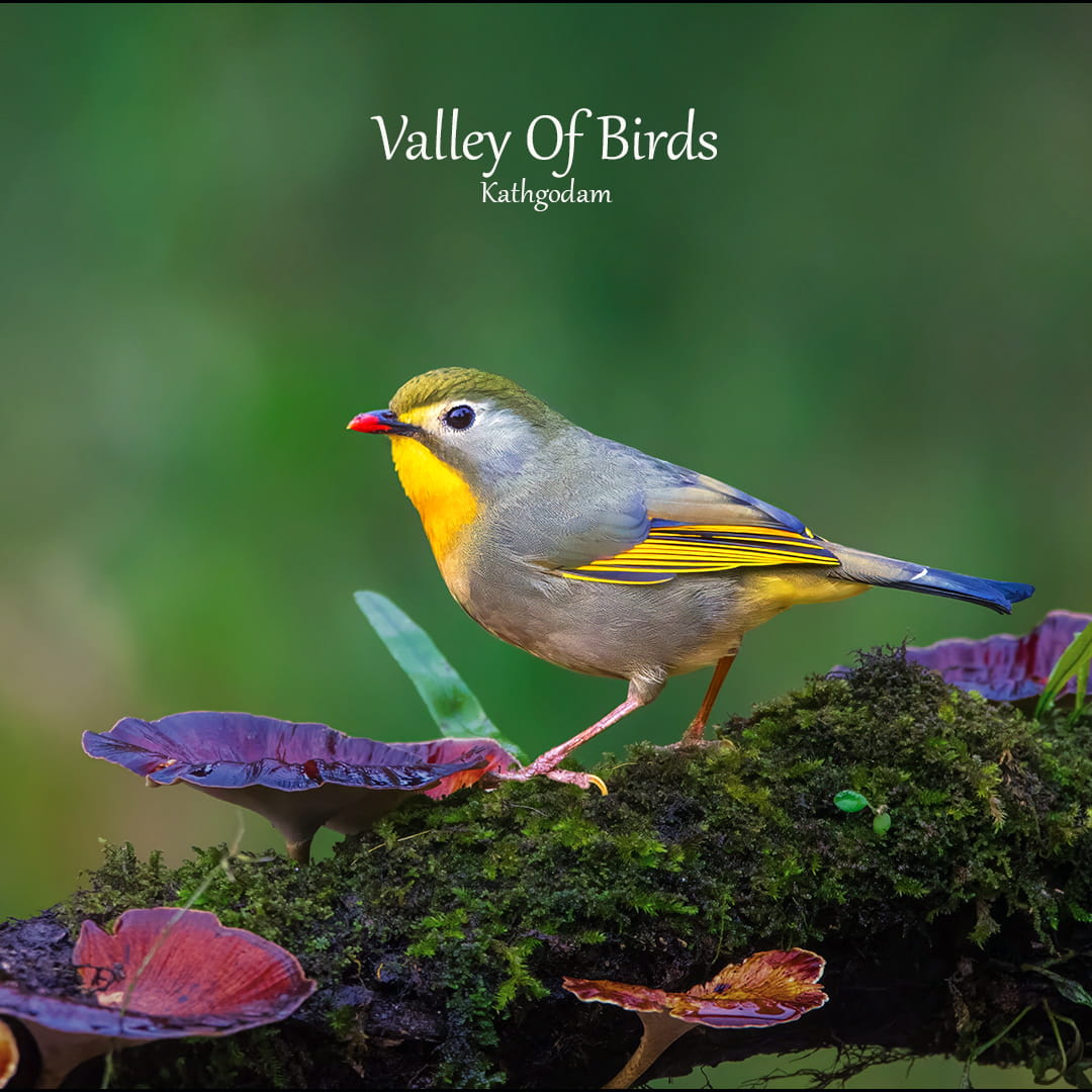 Kathgodam Birding Tour photo 9