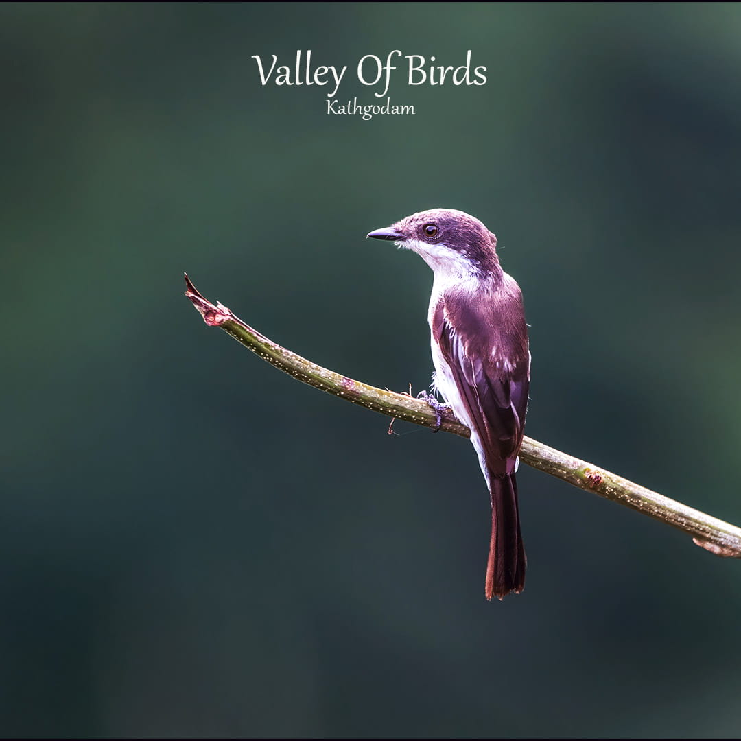 Kathgodam Birding Tour photo 8