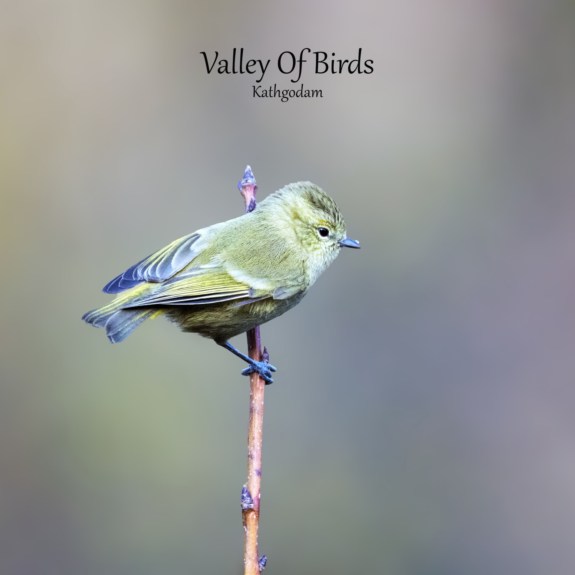 Yellow-browed tit | Mandal