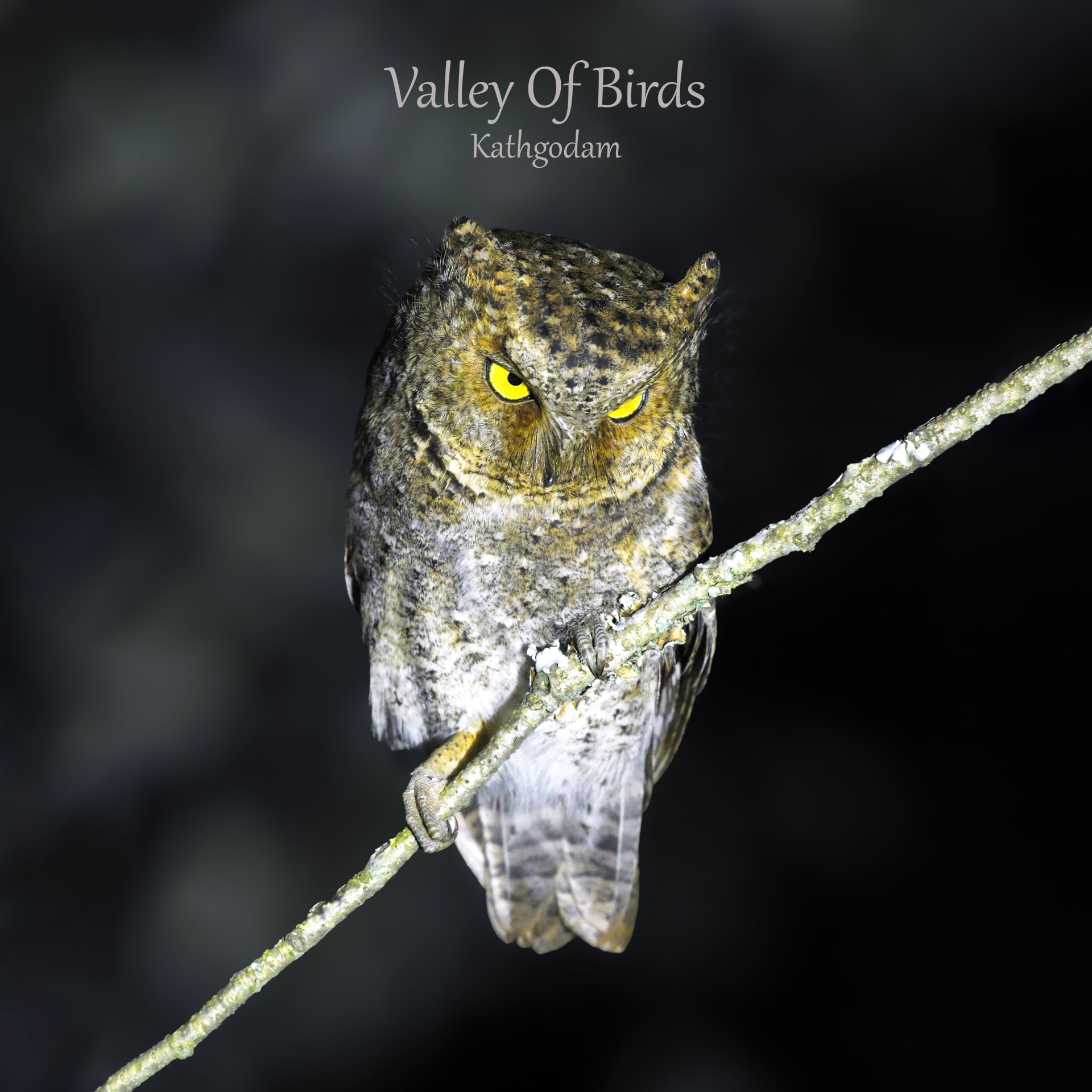 Mountain scops owl | Kathgodam