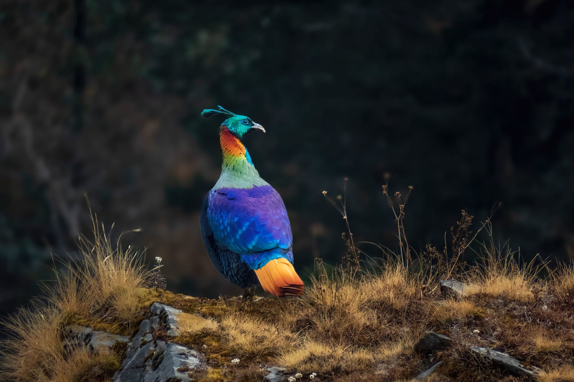 Himalayan monal | Tungnath