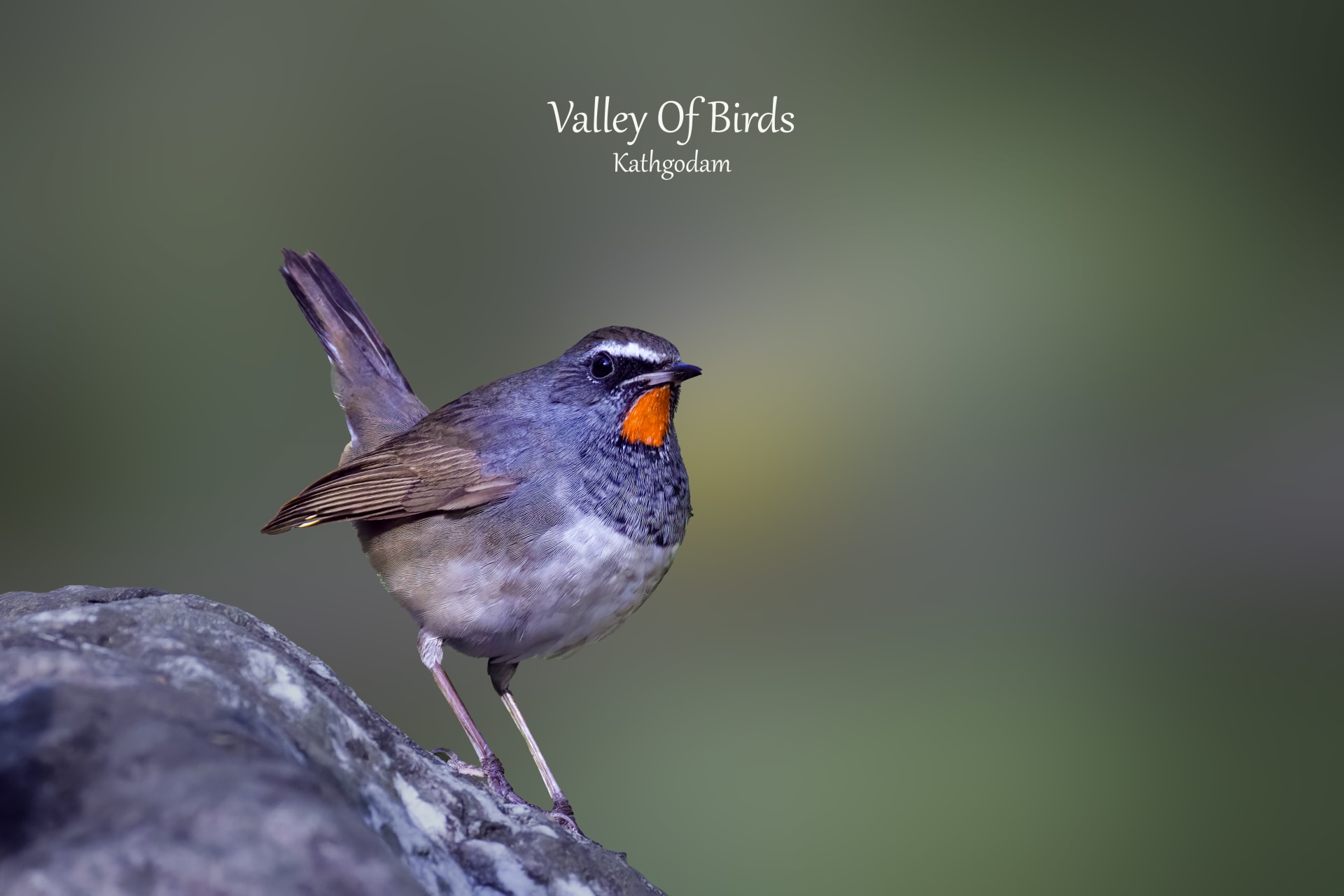 Kathgodam Birding Tour photo 1
