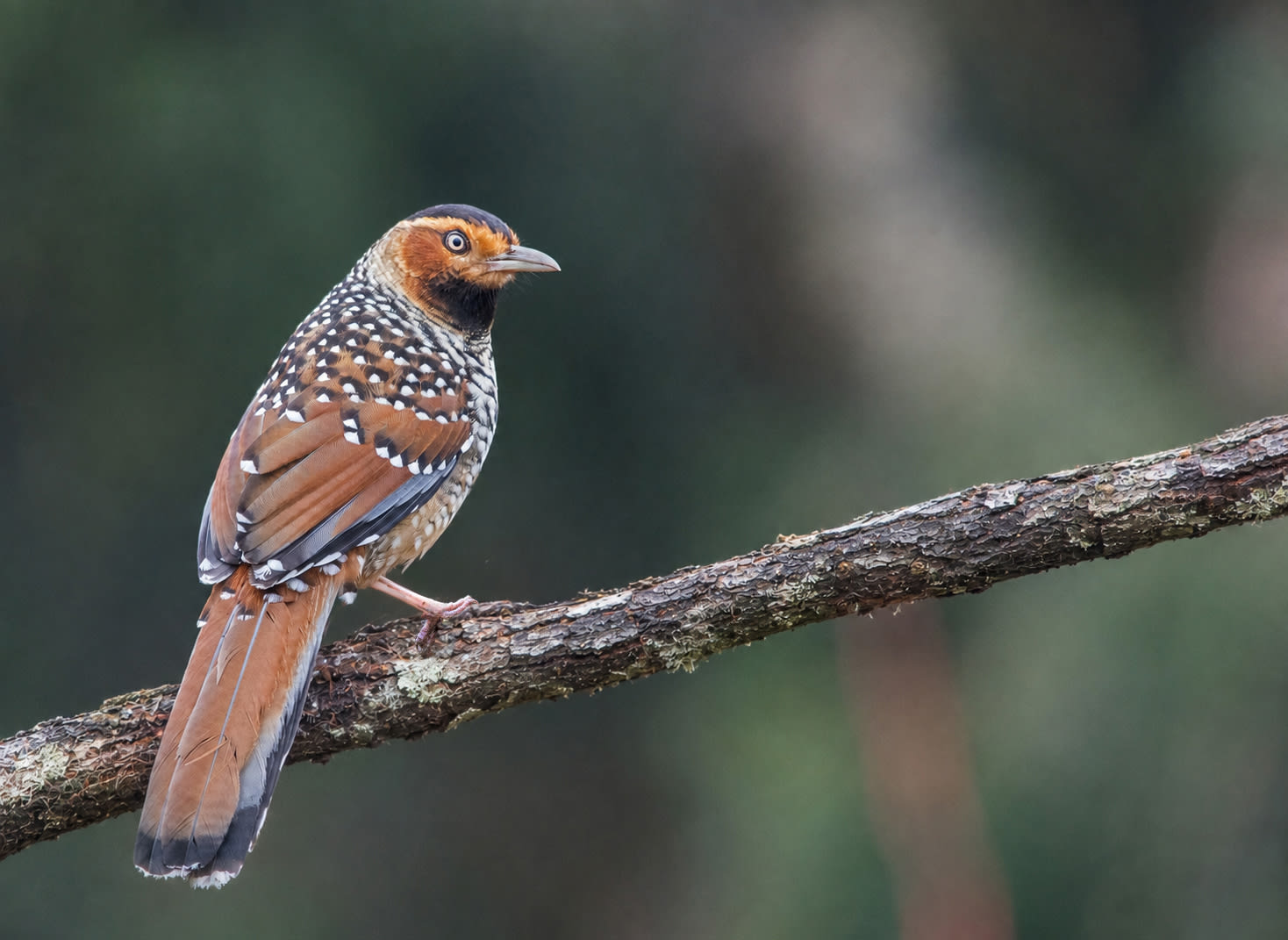 Munsyari Birding Tour