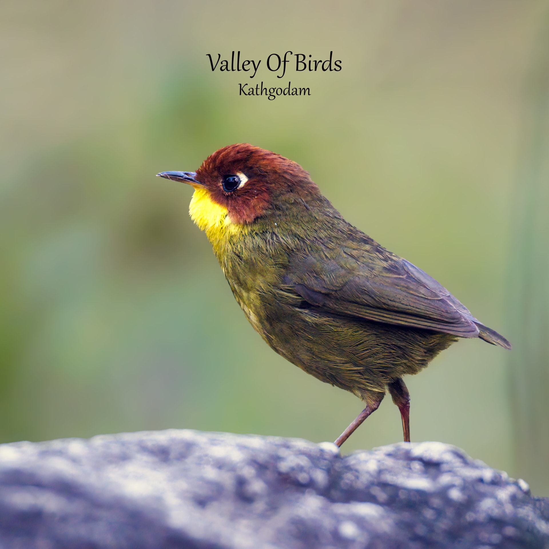 Kathgodam Birding Tour photo 23